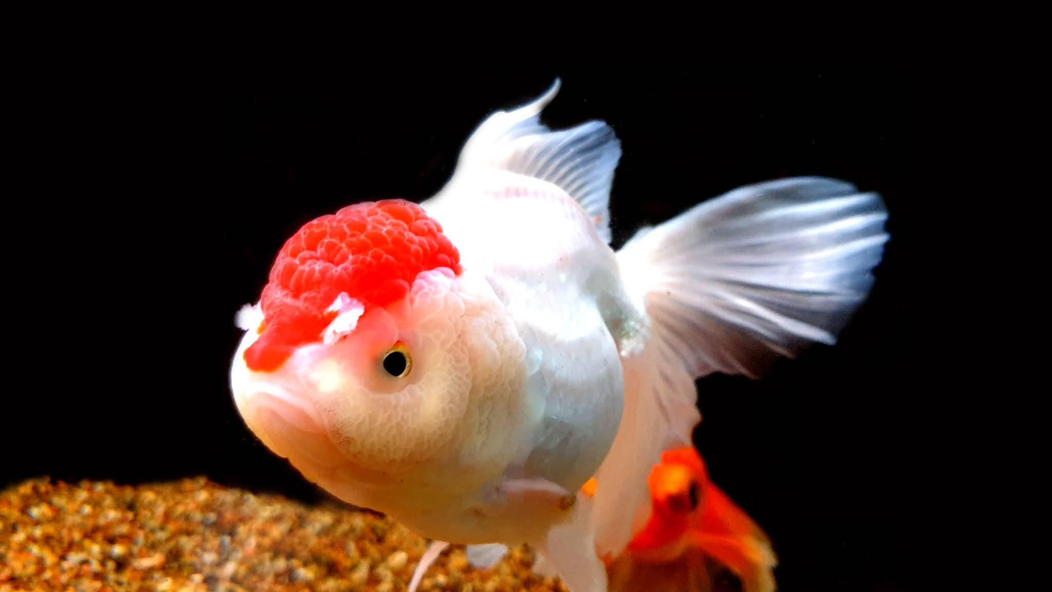 Oranda Gullkjølig Fisk Bakgrunner