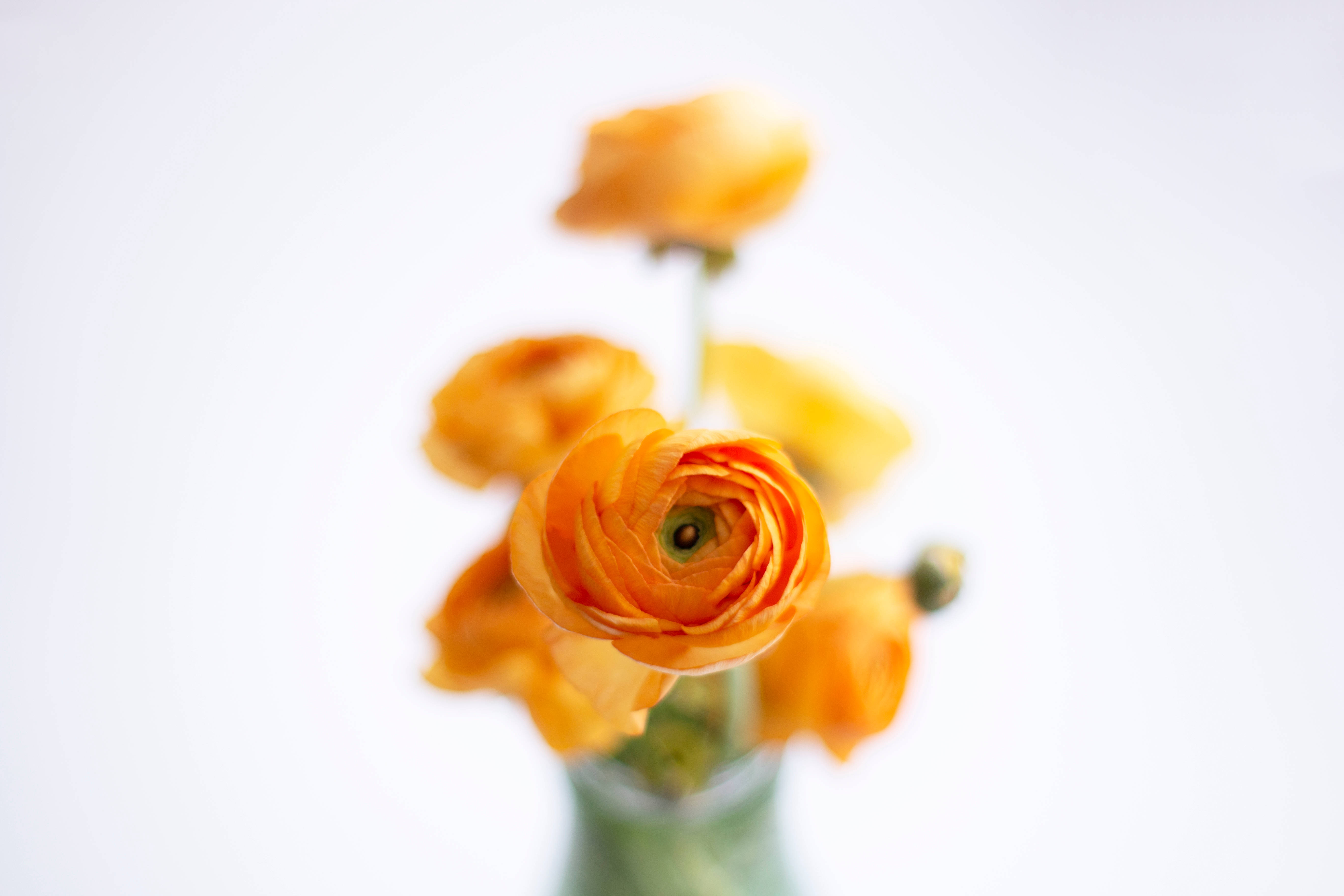 Oransje estetisk blomst Bakgrunner