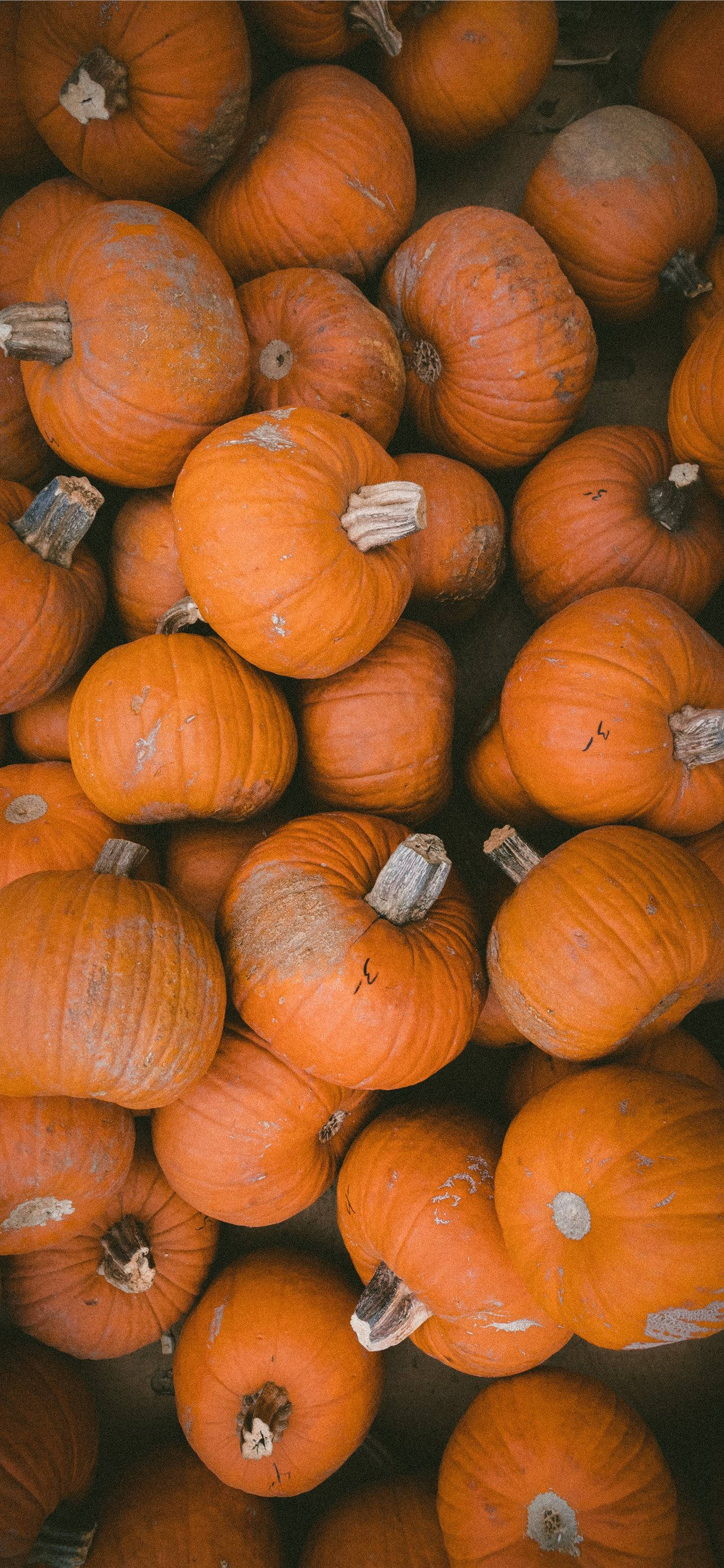 Oransje gresskar Thanksgiving iPhone Bakgrunner