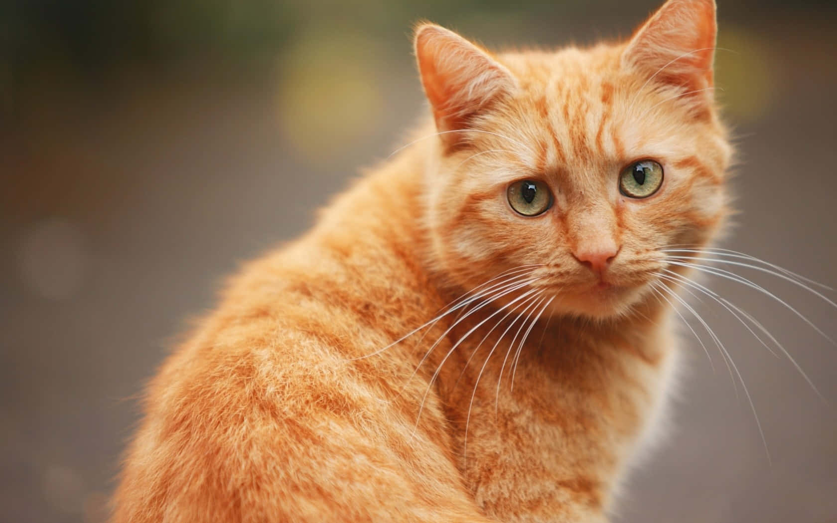 Oransje katt som ser seg tilbake Bakgrunner