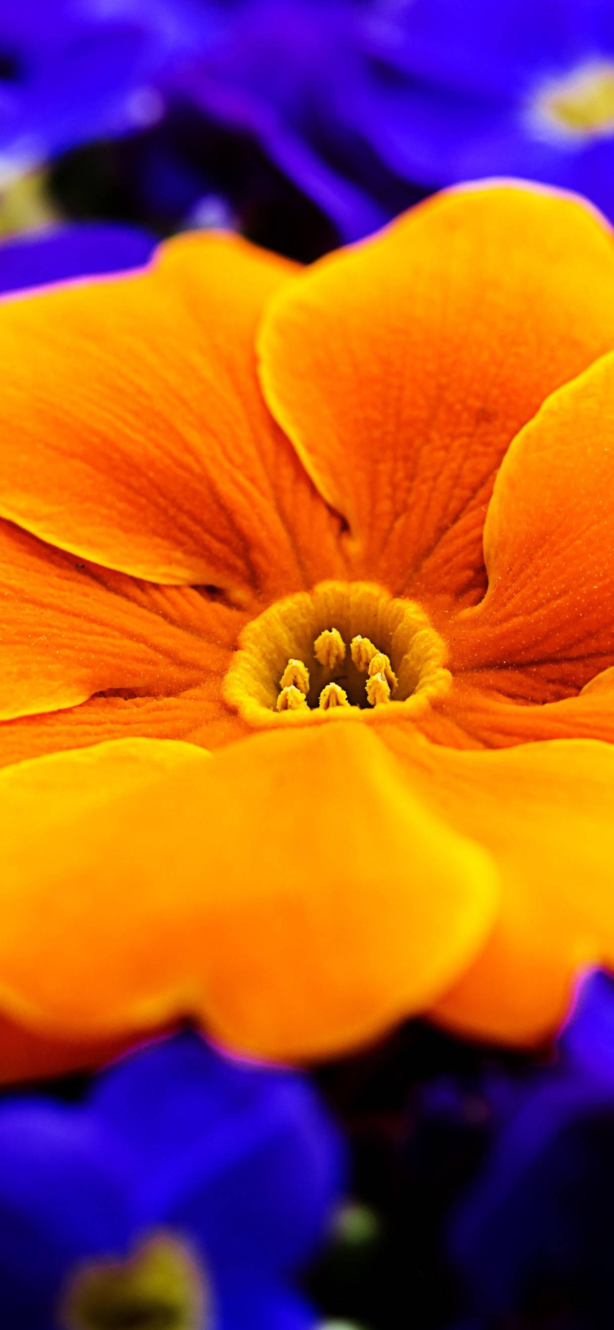 Oransje Primula Blomst Bakgrunner