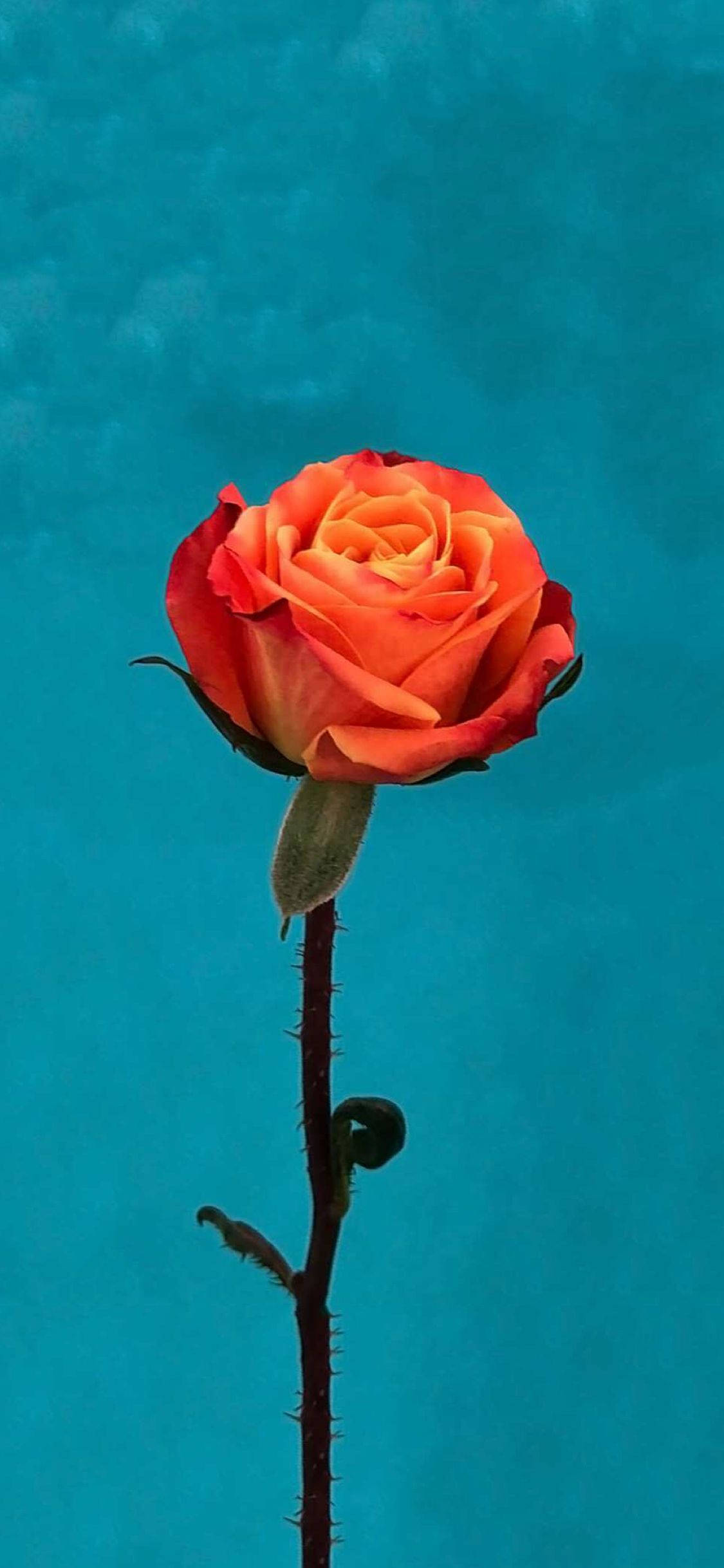 Oransje Rose Blomst Apple Bakgrunner