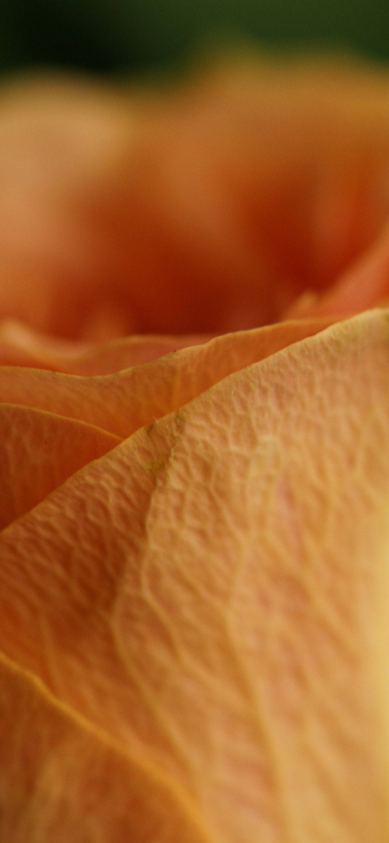 Oransje Roseblad Makro Bakgrunner