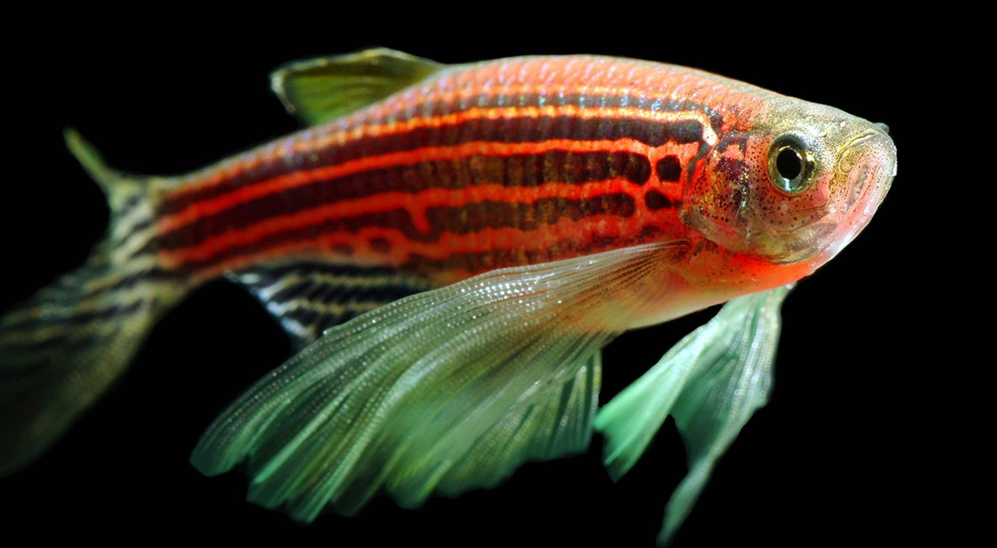 Oransje Zebra kul fisk Bakgrunner