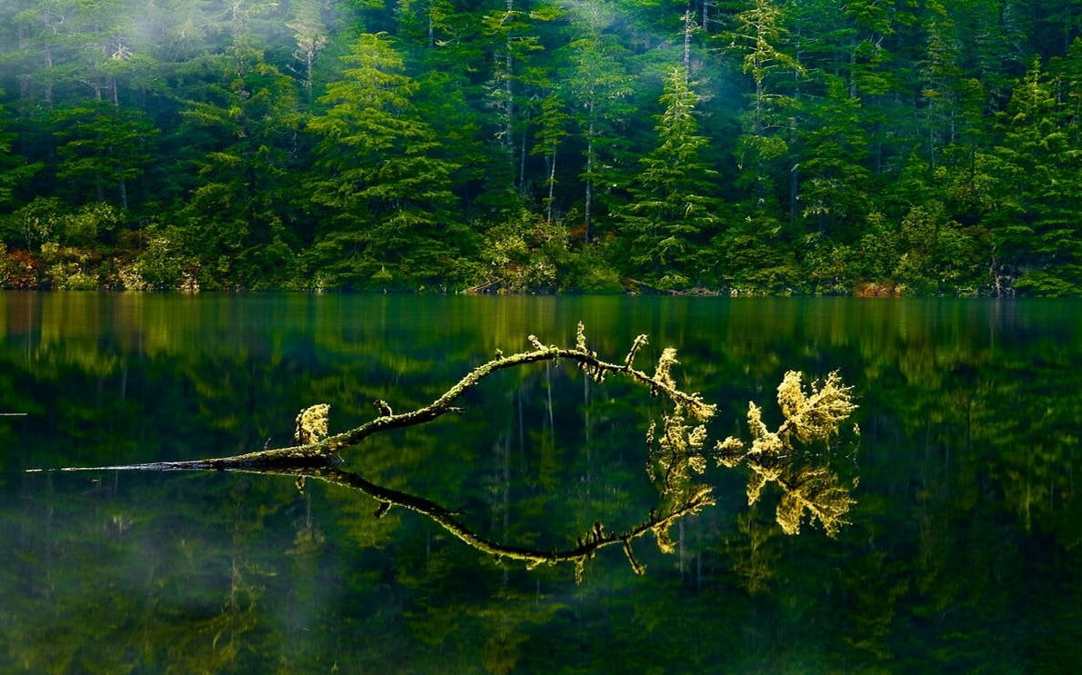 Oregon Grønn Innsjø Skog Bakgrunner