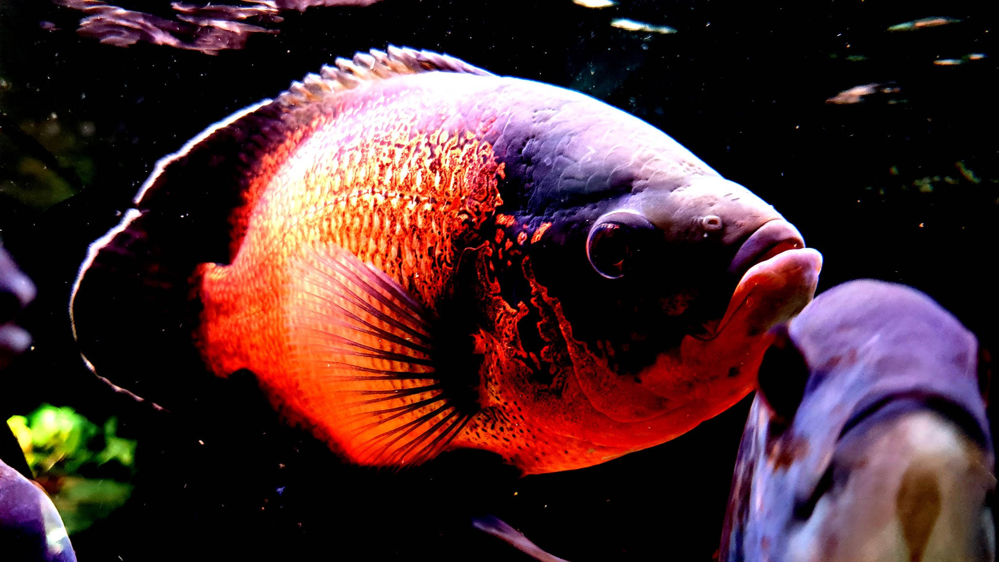 Oscar kul fisk Bakgrunner