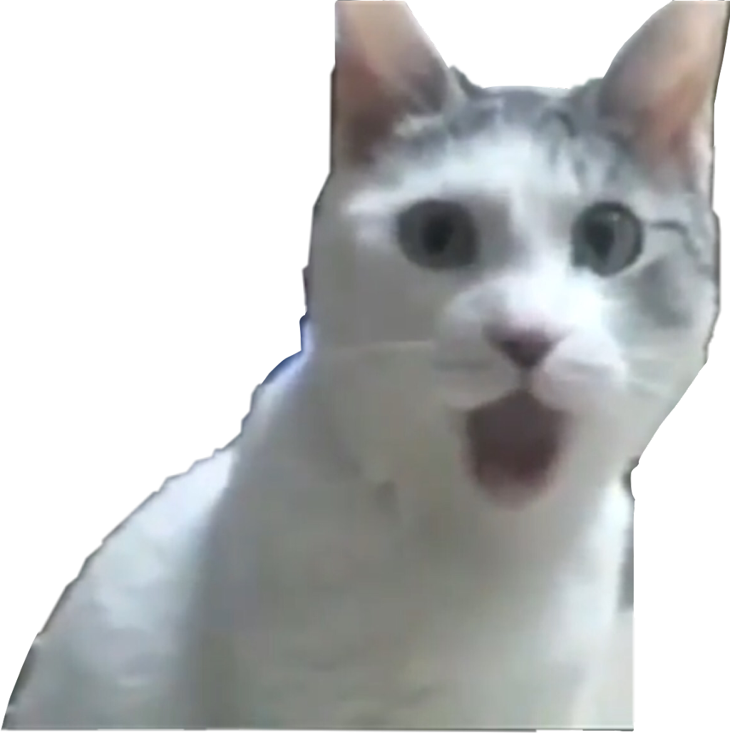 Overrasket Katt Meme Bakgrunner