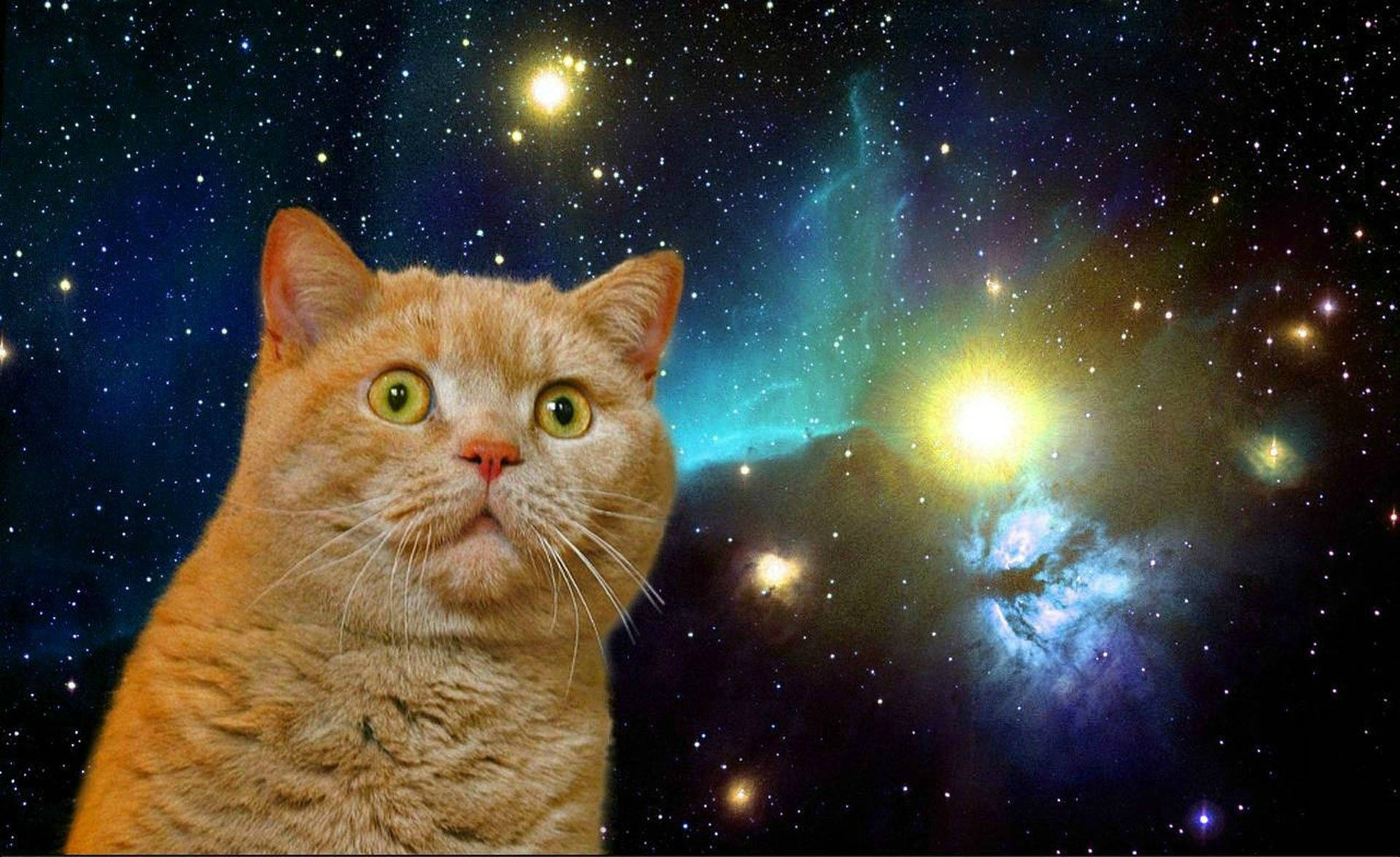 Overrasket morsom katt i galakse Bakgrunner