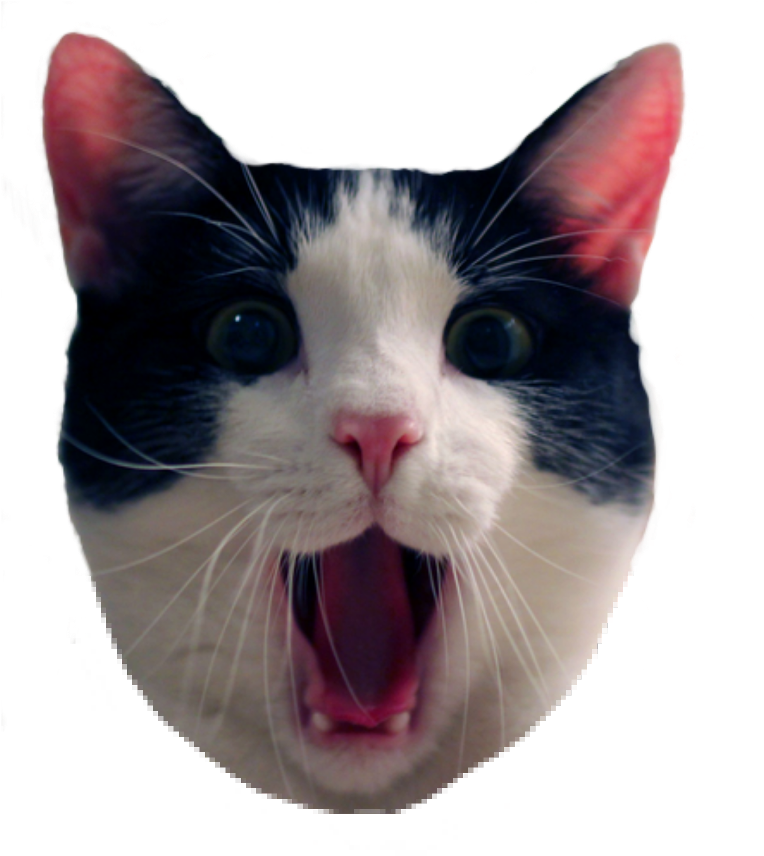 Overrasket svart-hvitt katt meme Bakgrunner