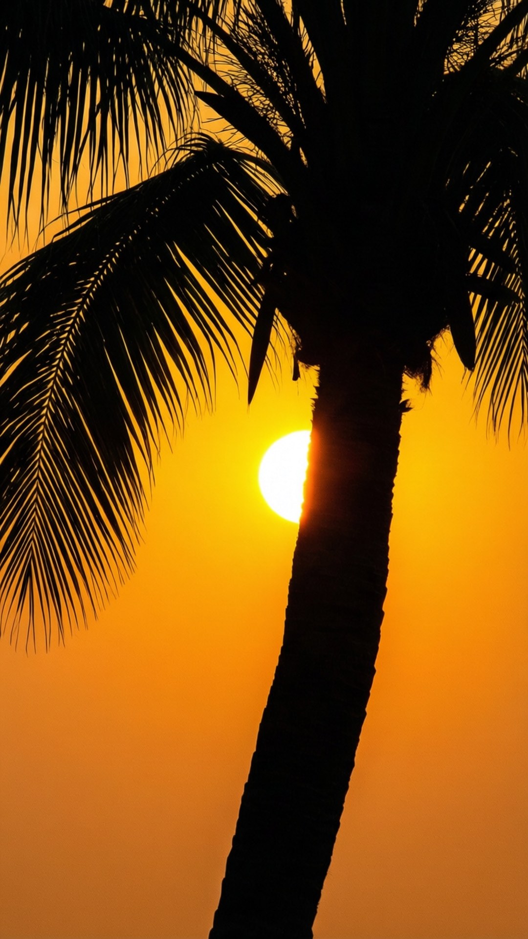 Palmestamme i solnedgang Bakgrunner