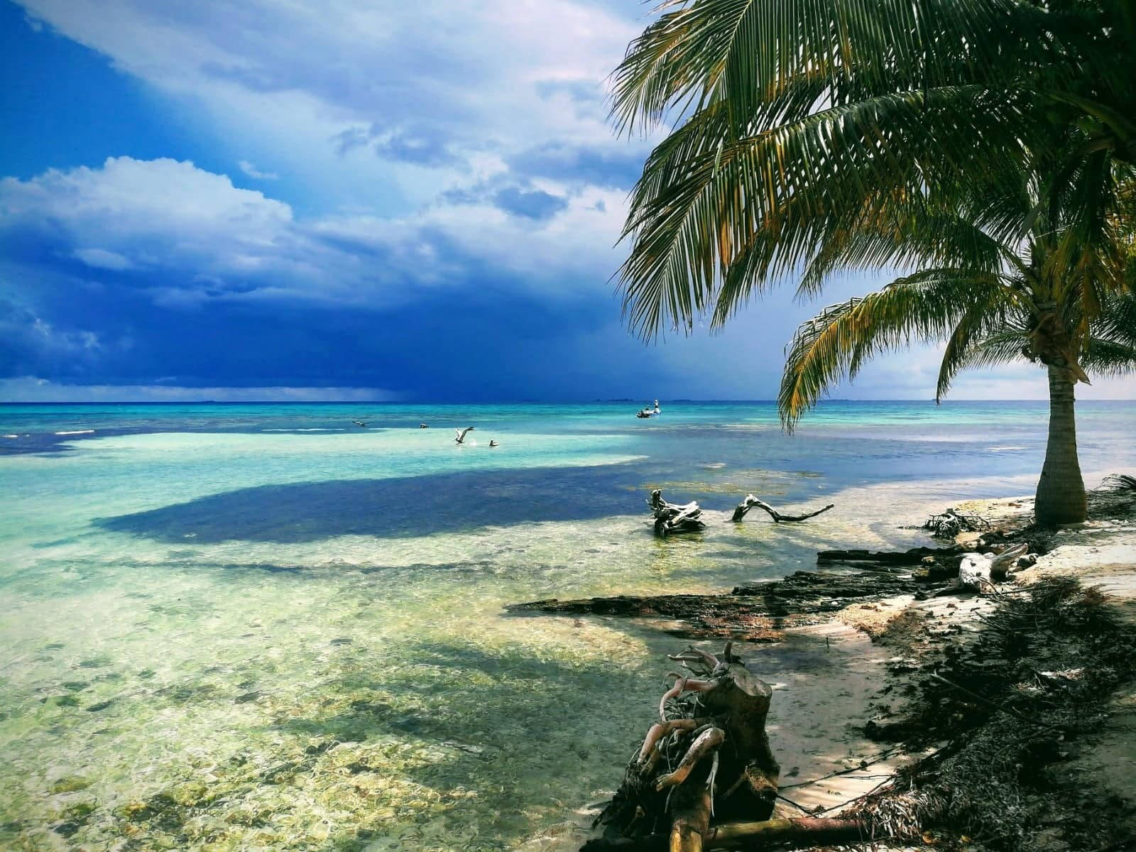 Palmetrær ved Tuvali-stranden Bakgrunner
