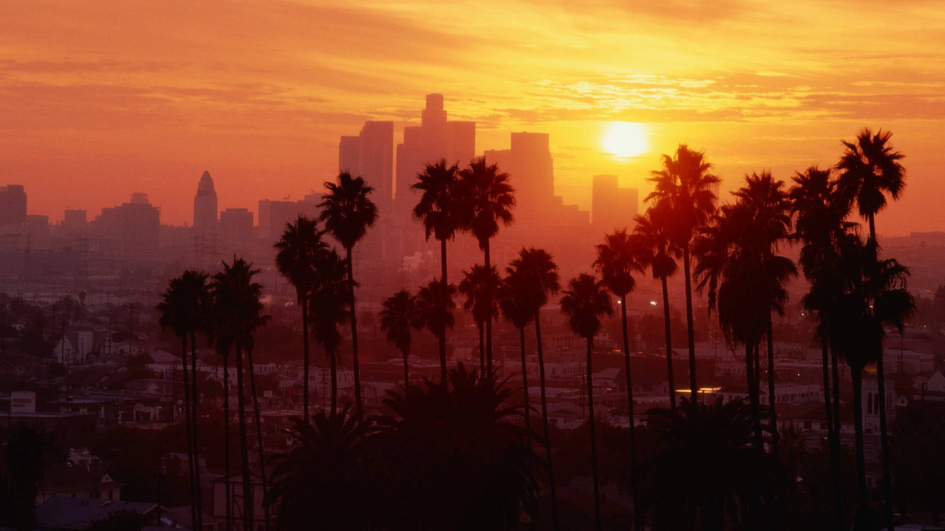 Palmetre Solnedgangsboulevard Los Angeles Bakgrunner