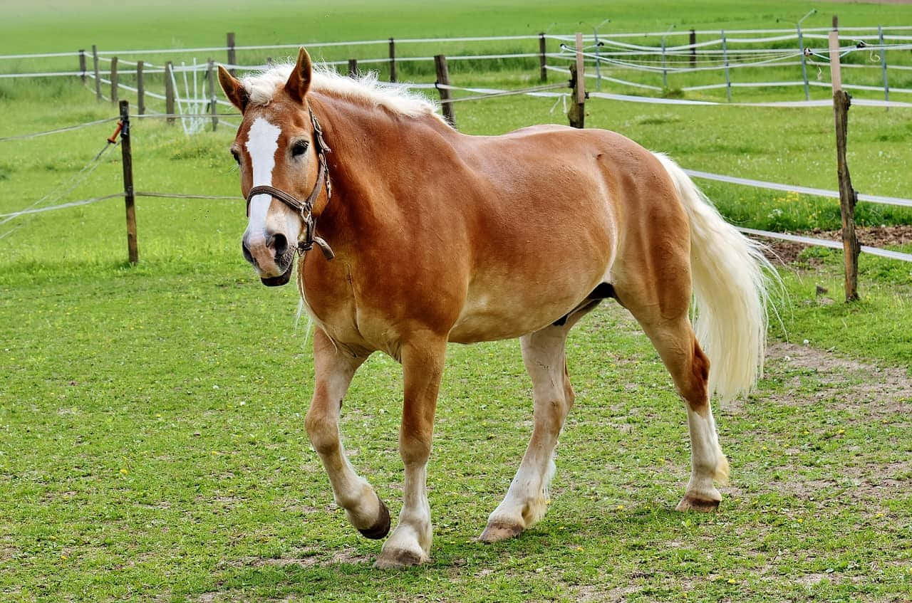 Palomino-hester av haflingerrasen løpende fotografi Bakgrunner