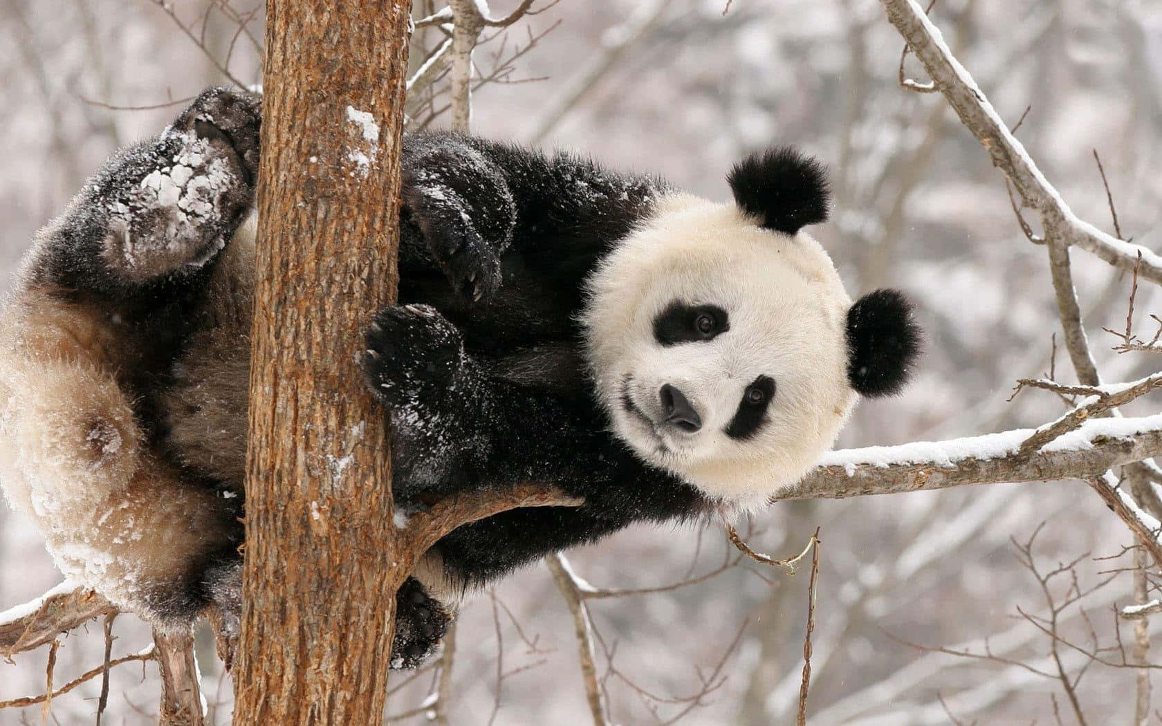 Panda på et tre om vinteren laptop Bakgrunner