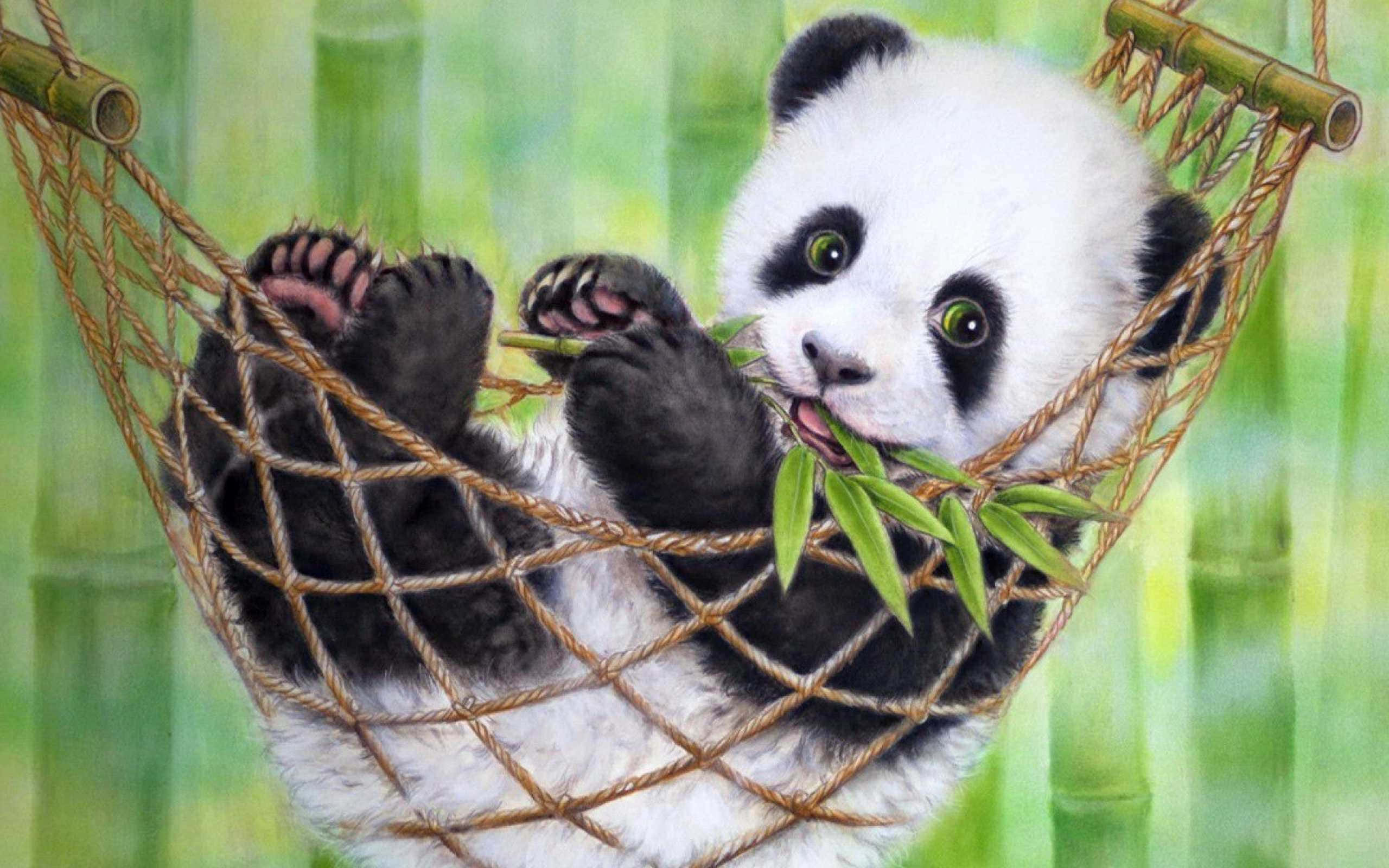 Panda på hengekøye med laptop Bakgrunner