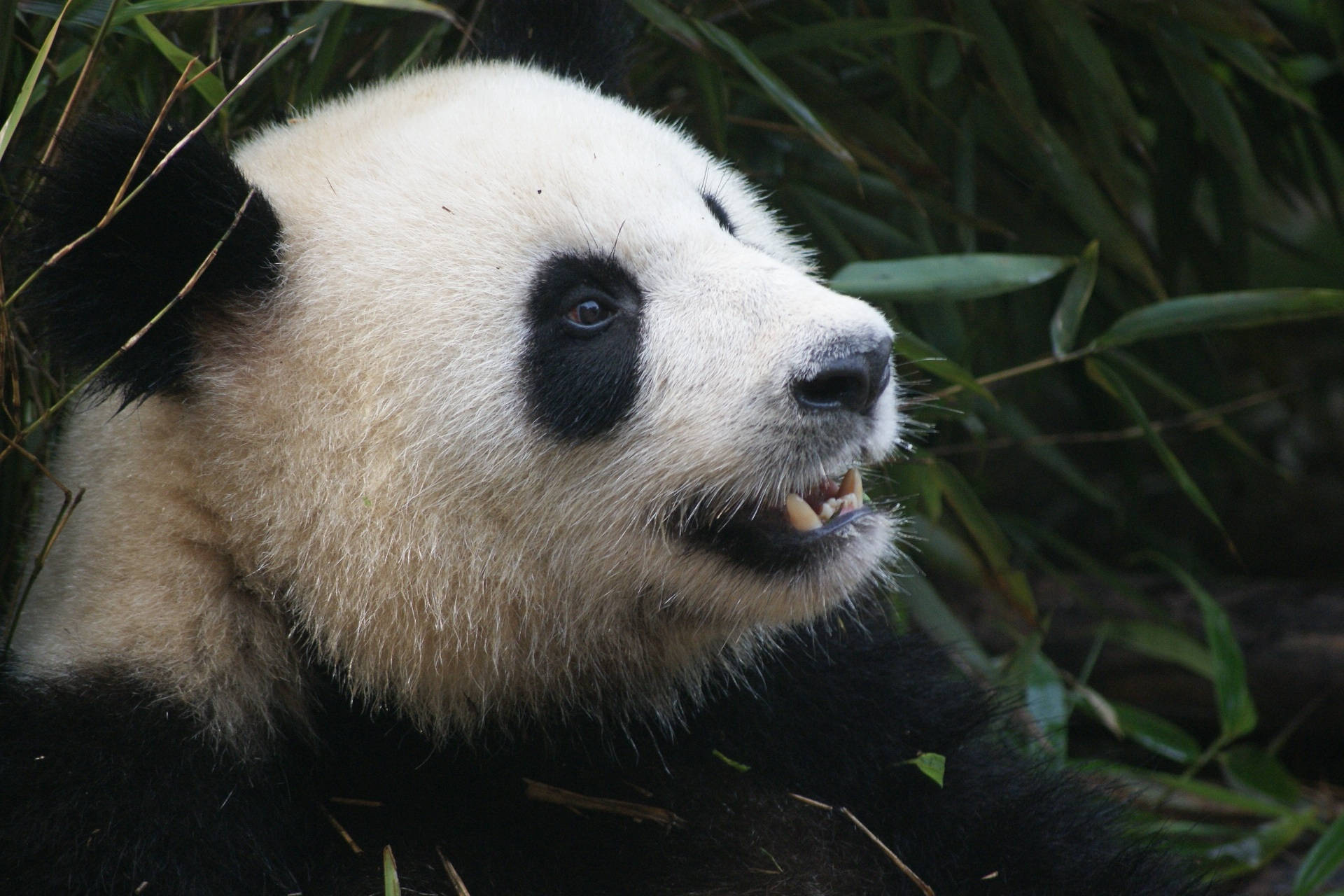 Panda skarpe tenner nærbilde fotografi bakgrunnsbilde.