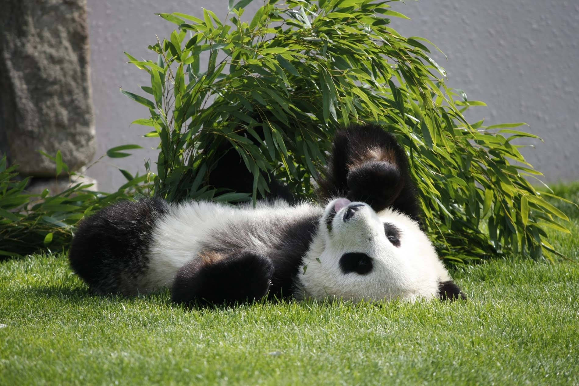 Panda som ligger på bakken med ansiktet opp bakgrunnsbilde.