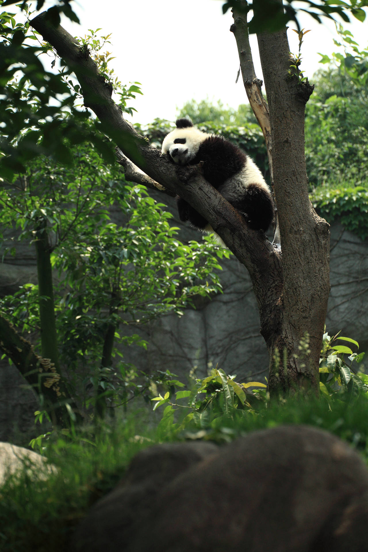 Elskverdig panda som sover på tregren bakgrunnsbilde.