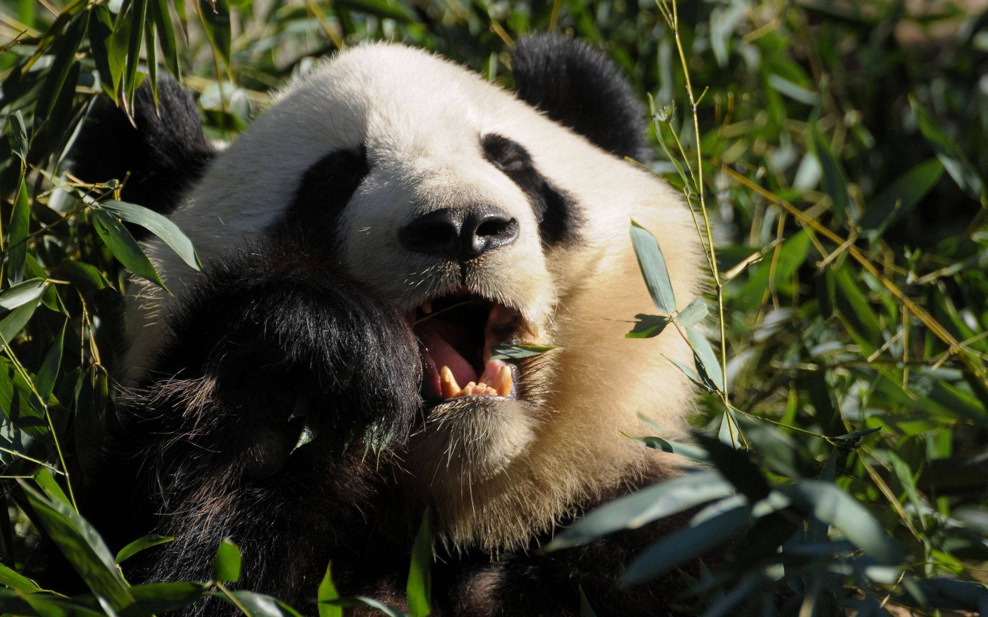 Panda som tygger mat nærbilde Bakgrunner