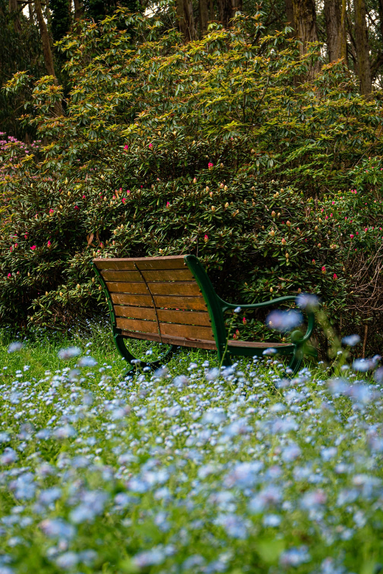 Parkbenk blå blomster på telefon Bakgrunner