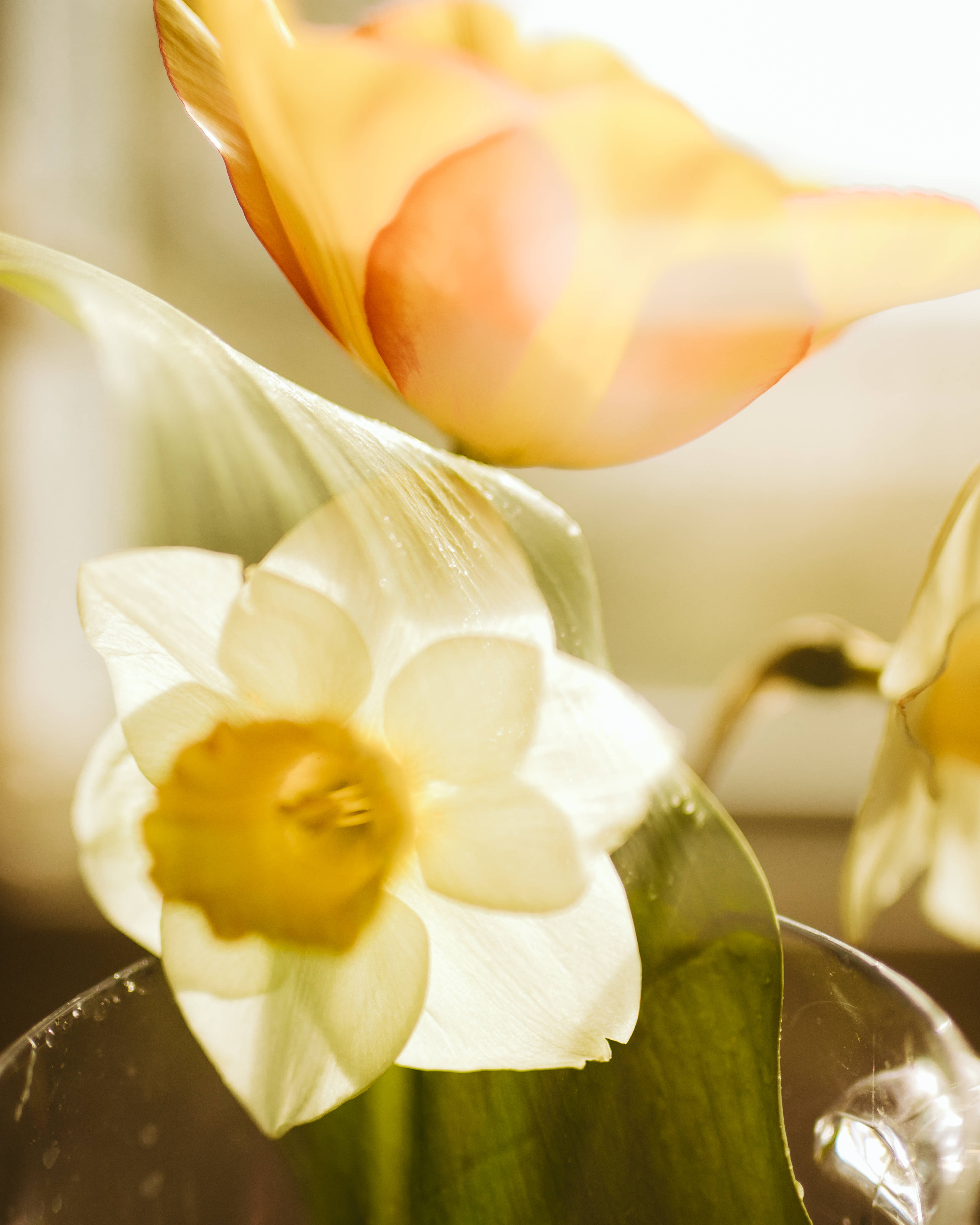 Påskeliljeblomst Nær Oransje Blomst Bakgrunner