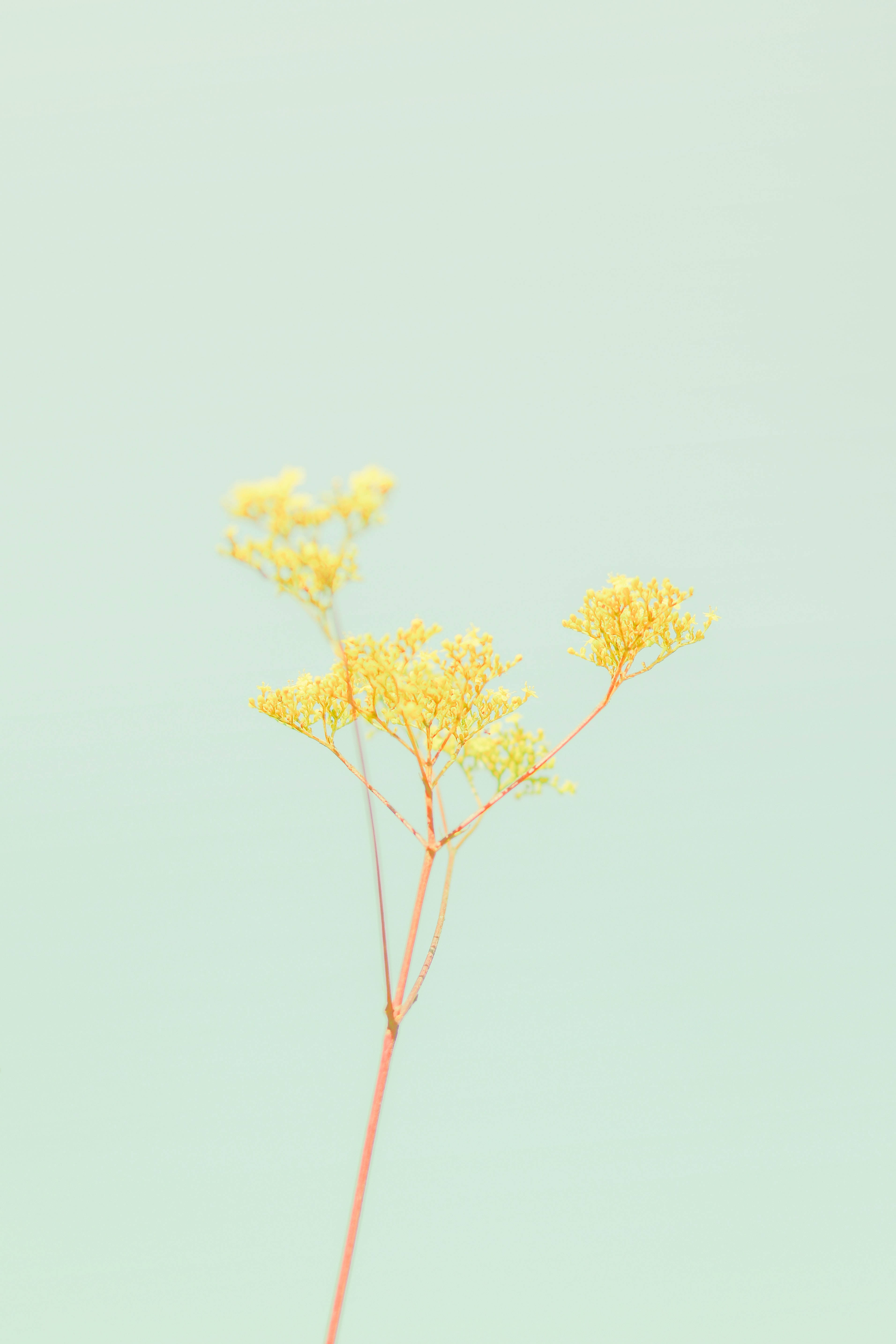 Pastell gulgrønn blomst for iPhone Bakgrunner