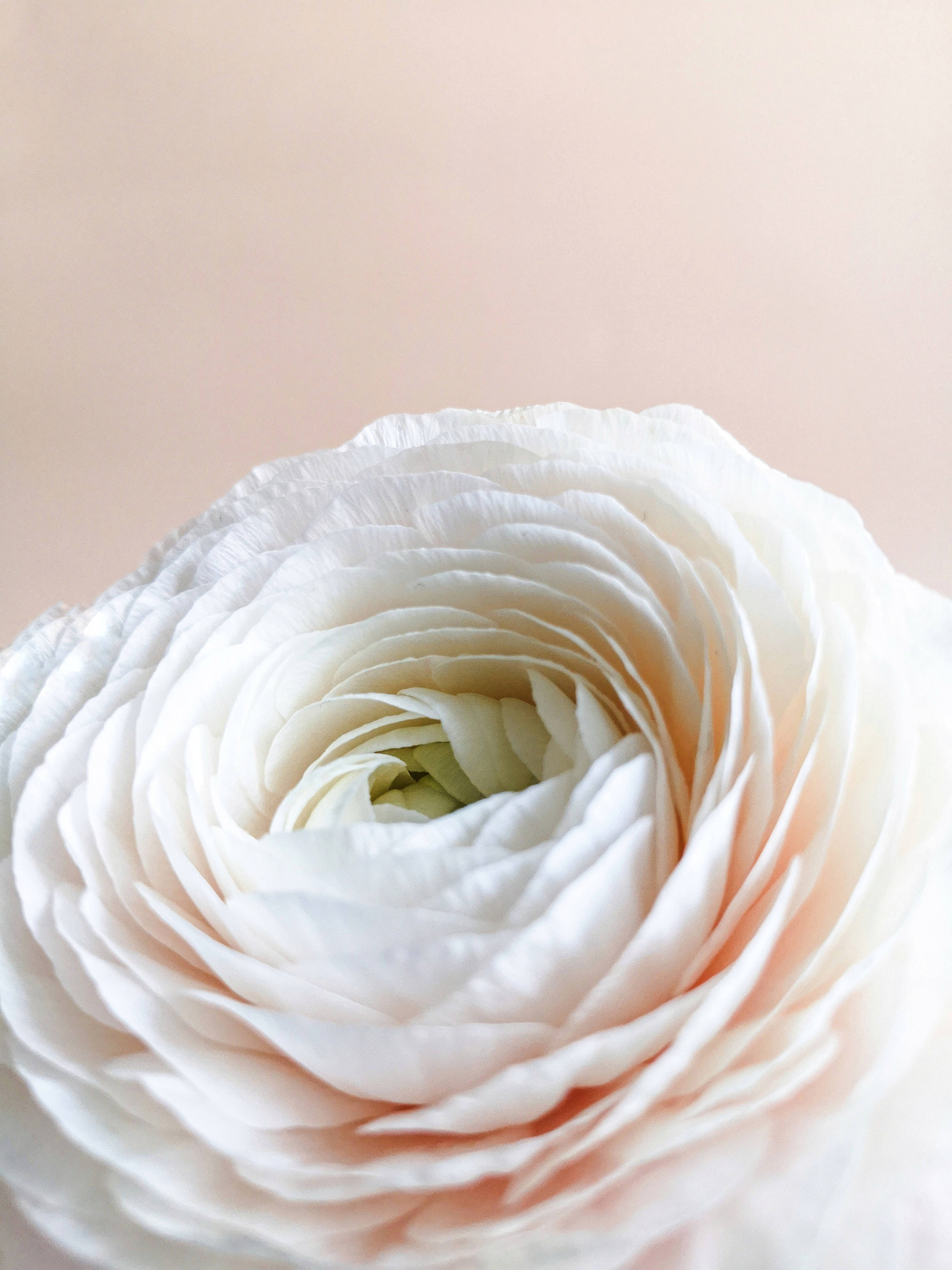 Pastell iPhone Hvit Blomst Bakgrunner