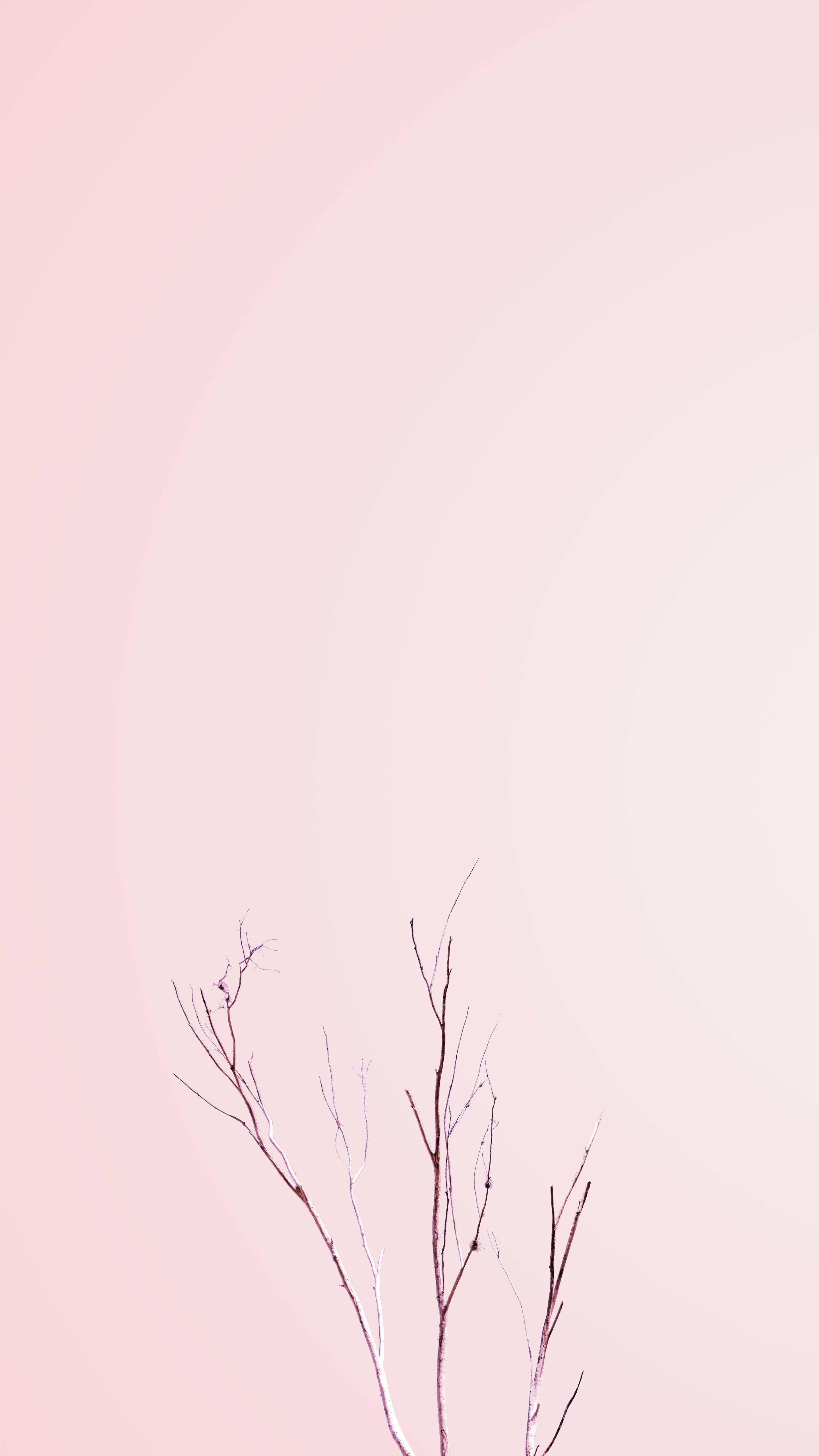 Pastell iPhone Rosa Bar Plante Bakgrunner