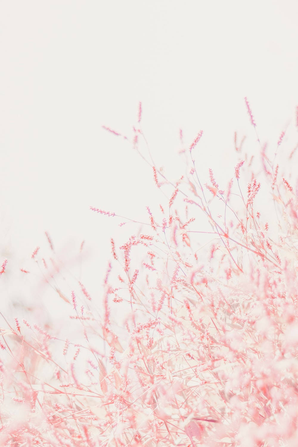 Pastell iPhone rosa små blomster Bakgrunner