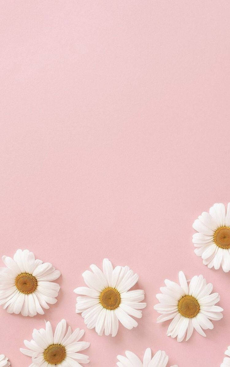 Pastell rosa blomster til iPhone Bakgrunner
