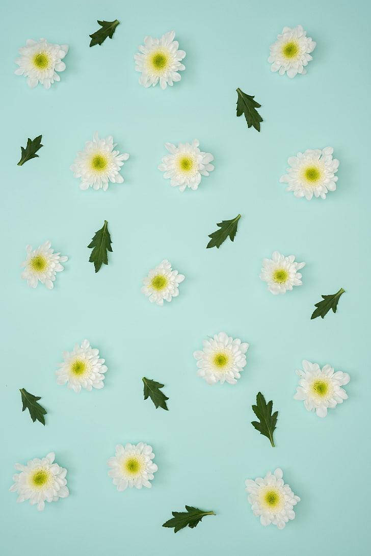 Pastellblå blomster til iPhone Bakgrunner