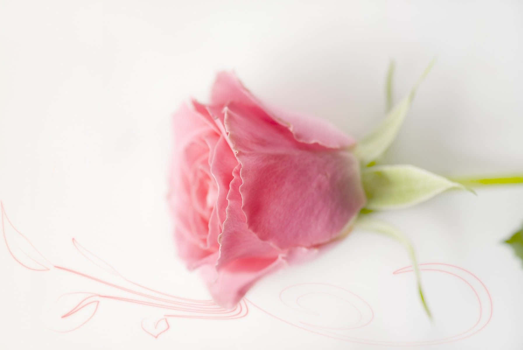 Pastellrosa bakgrunn Bakgrunner