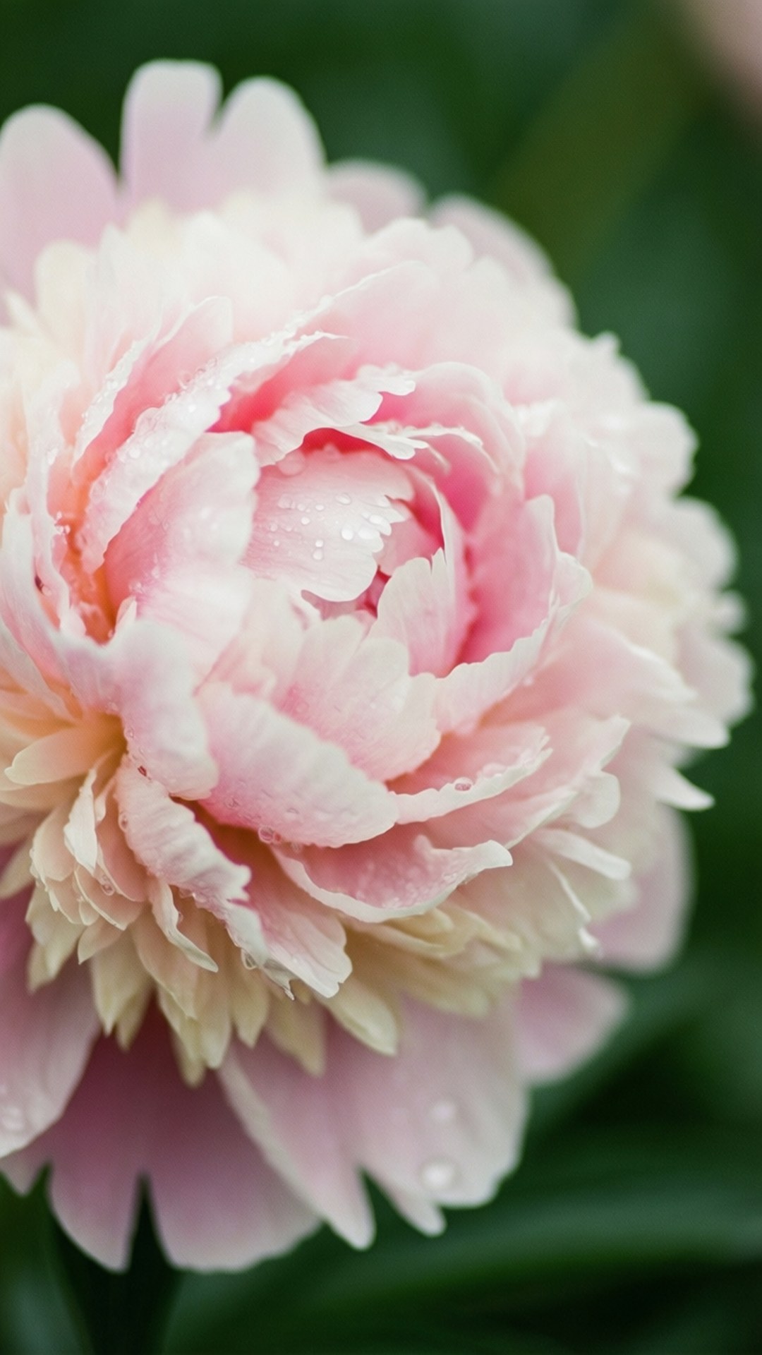 Pastellrosa peon nærbilde Bakgrunner