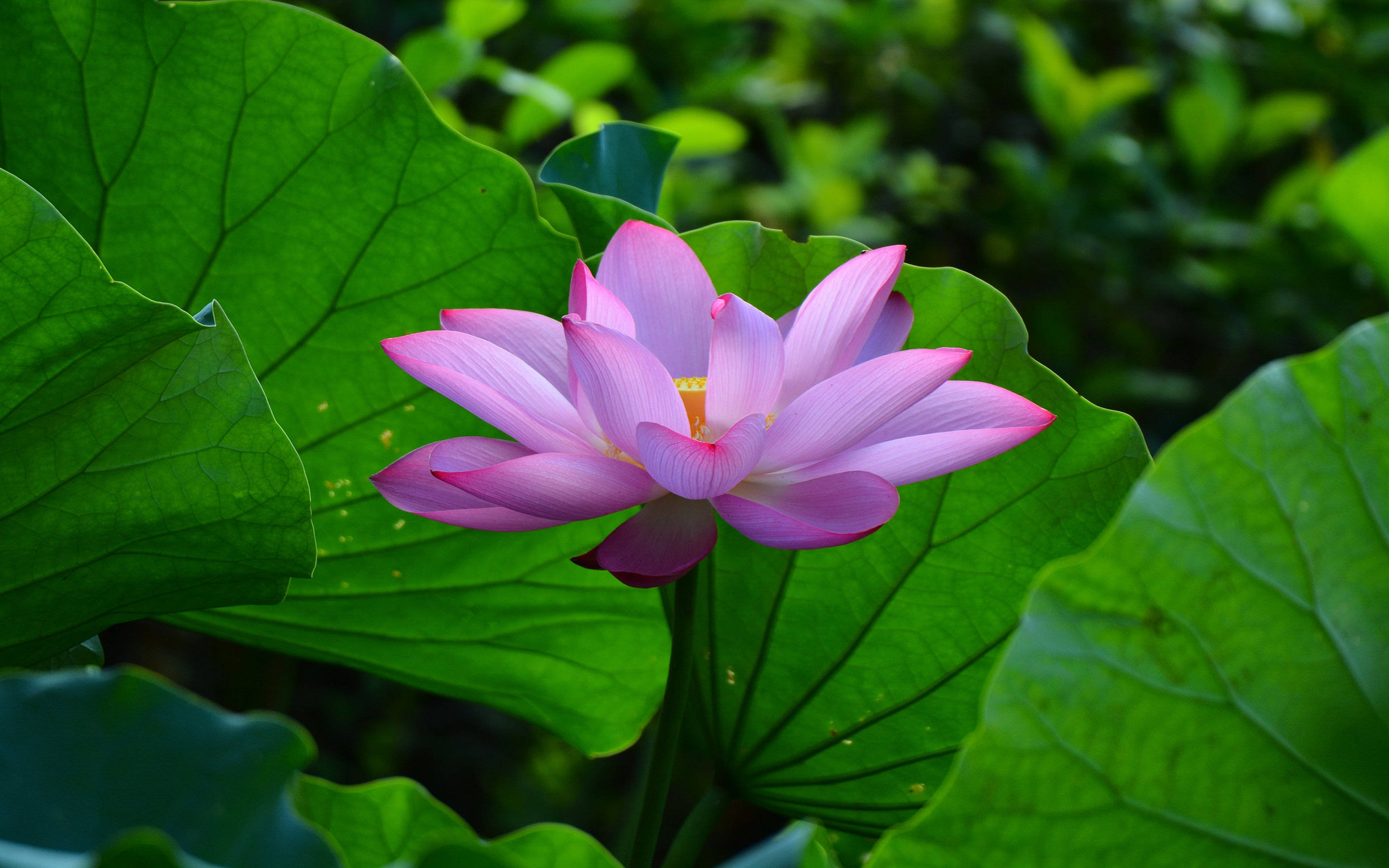 Pastellrosa sommerlotusplanter Bakgrunner