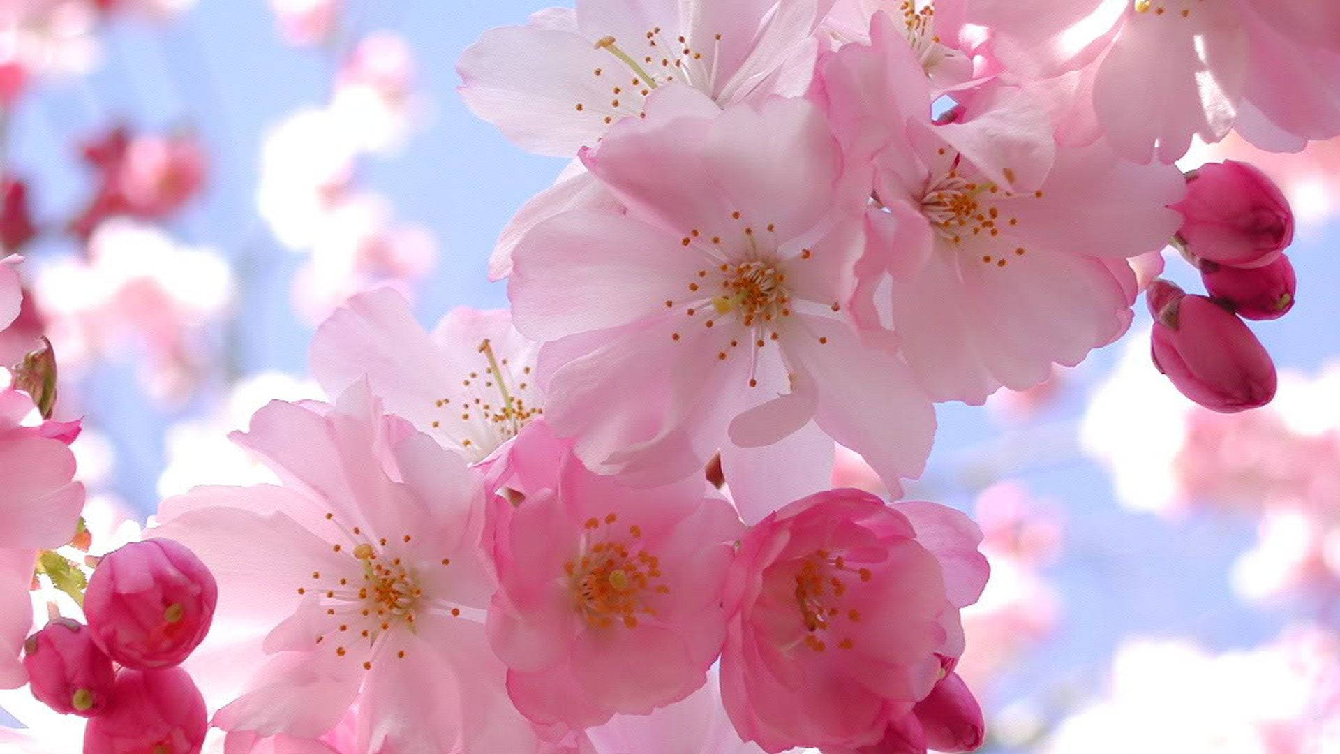 Pen Kirsebærblomst Bakgrunner