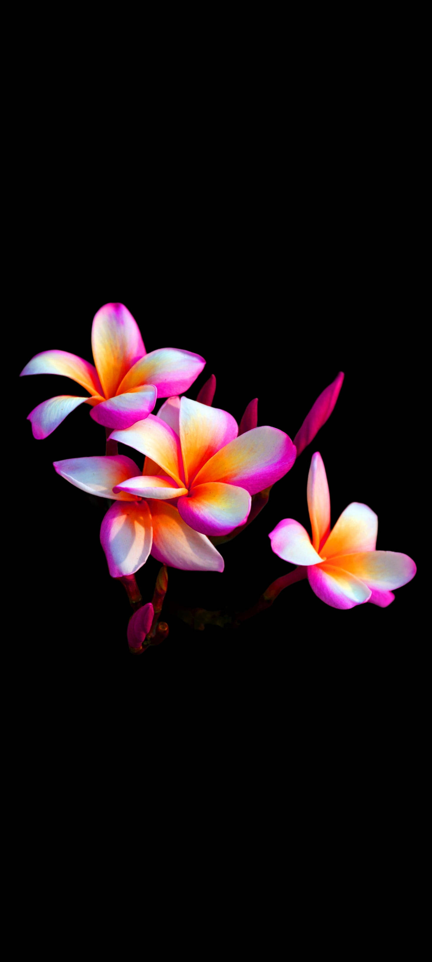 Pen Plumeria Blomst Mobil Bakgrunner