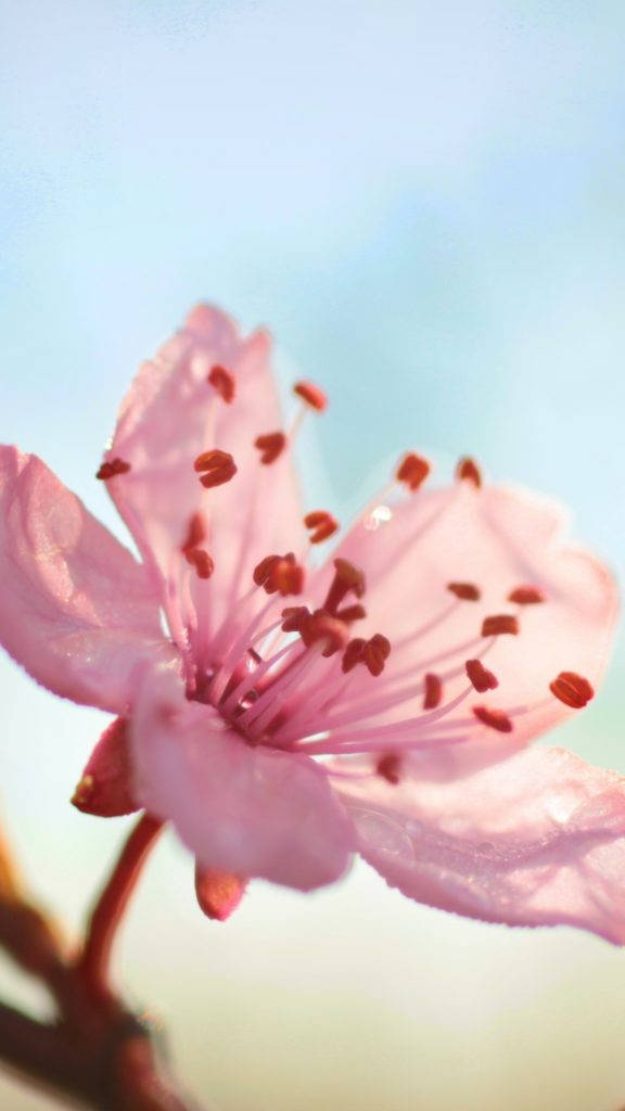 Pen rosa blomst iPhone Bakgrunner