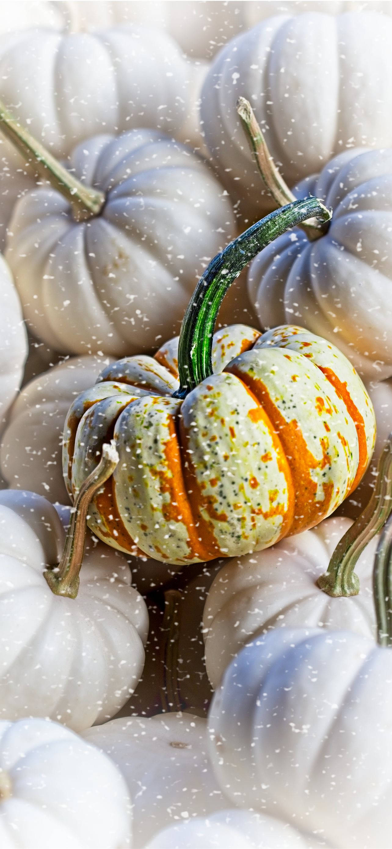 Pile Of Pumpkins Thanksgiving Aesthetic iPhone Bakgrunner