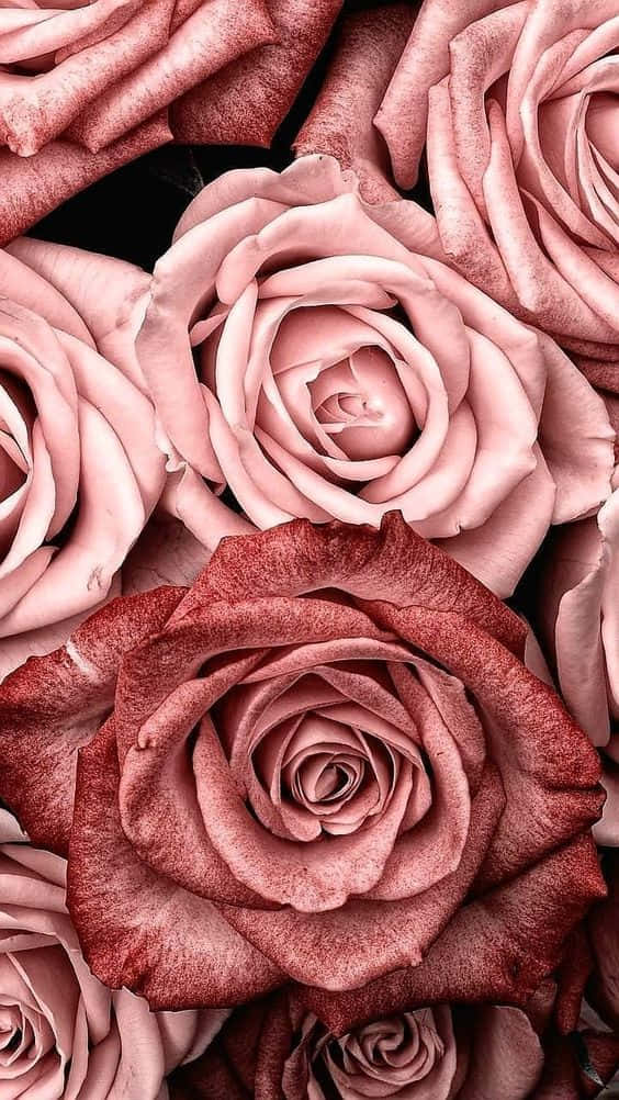 Pink Rose Gold Roser-tema Bakgrunner