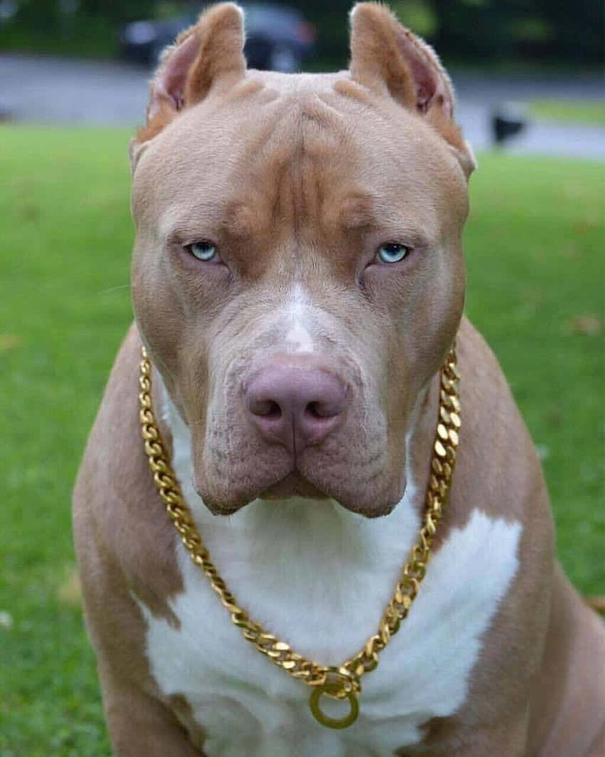 Pitbull med gullkjede Bakgrunner
