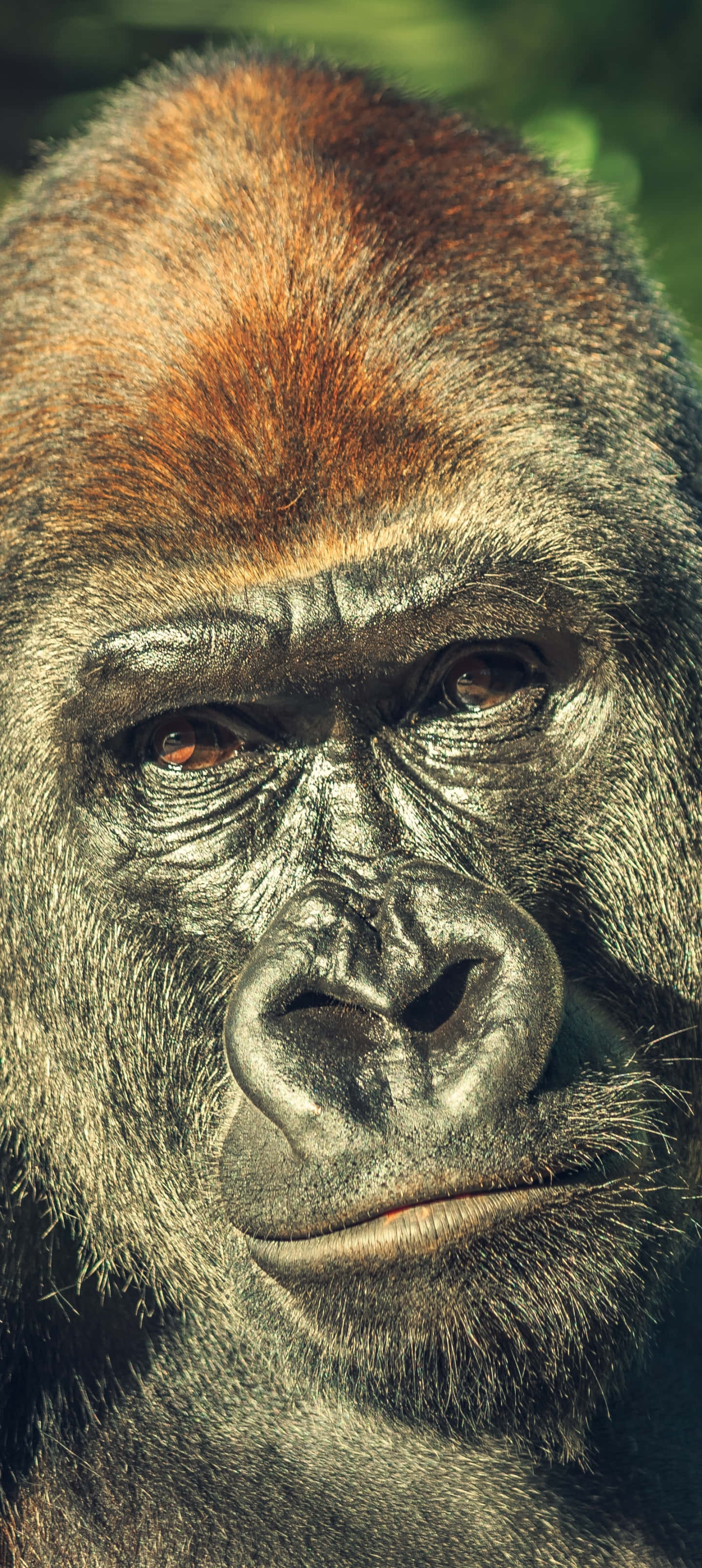 Pixel 3 Brun Gorilla Bakgrunn Bakgrunner