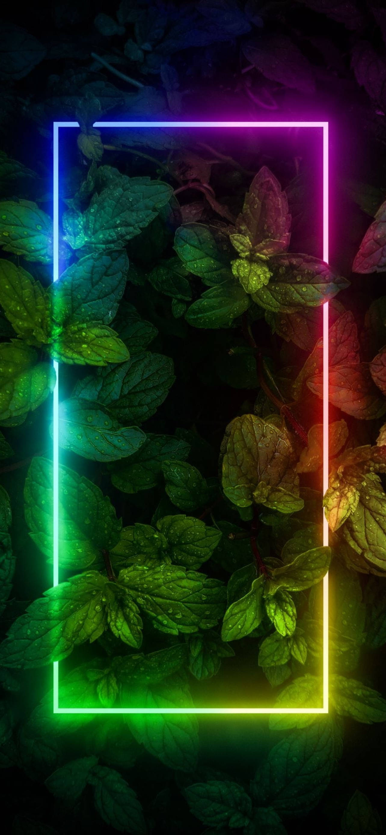 Planter Med Kant Neon Estetikk iPhone Bakgrunner