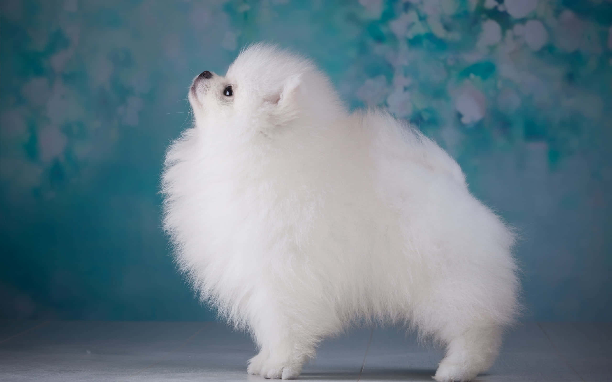 Pomeranian hund estetikk Bakgrunner