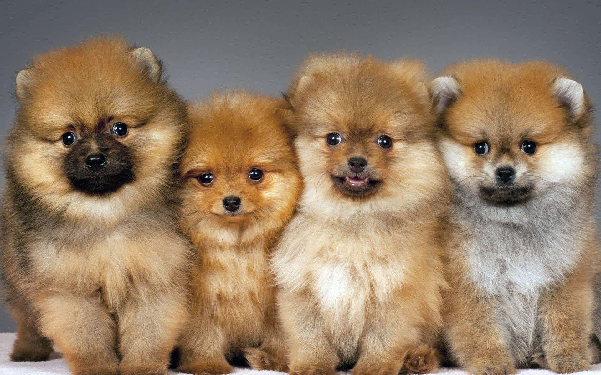Pomeranian med brun pels Bakgrunner