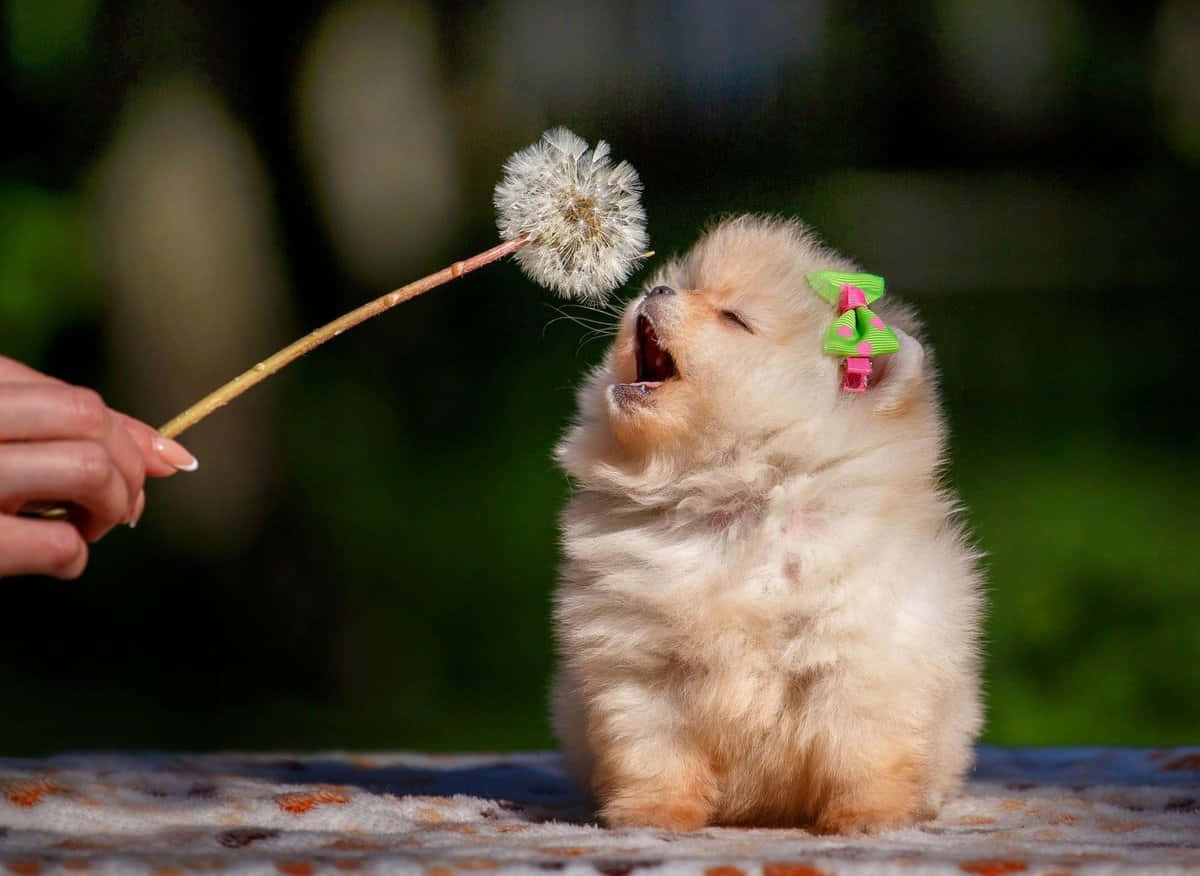 Pomeranian søt hundebilde Bakgrunner
