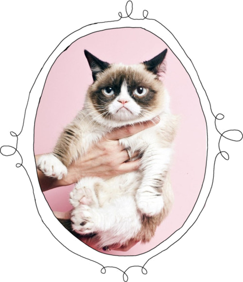Portrett av en sur katt Bakgrunner