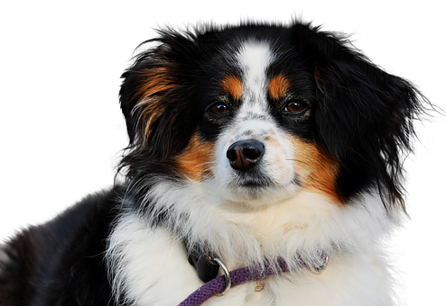Portrett av trikolor australsk gjeterhund Bakgrunner