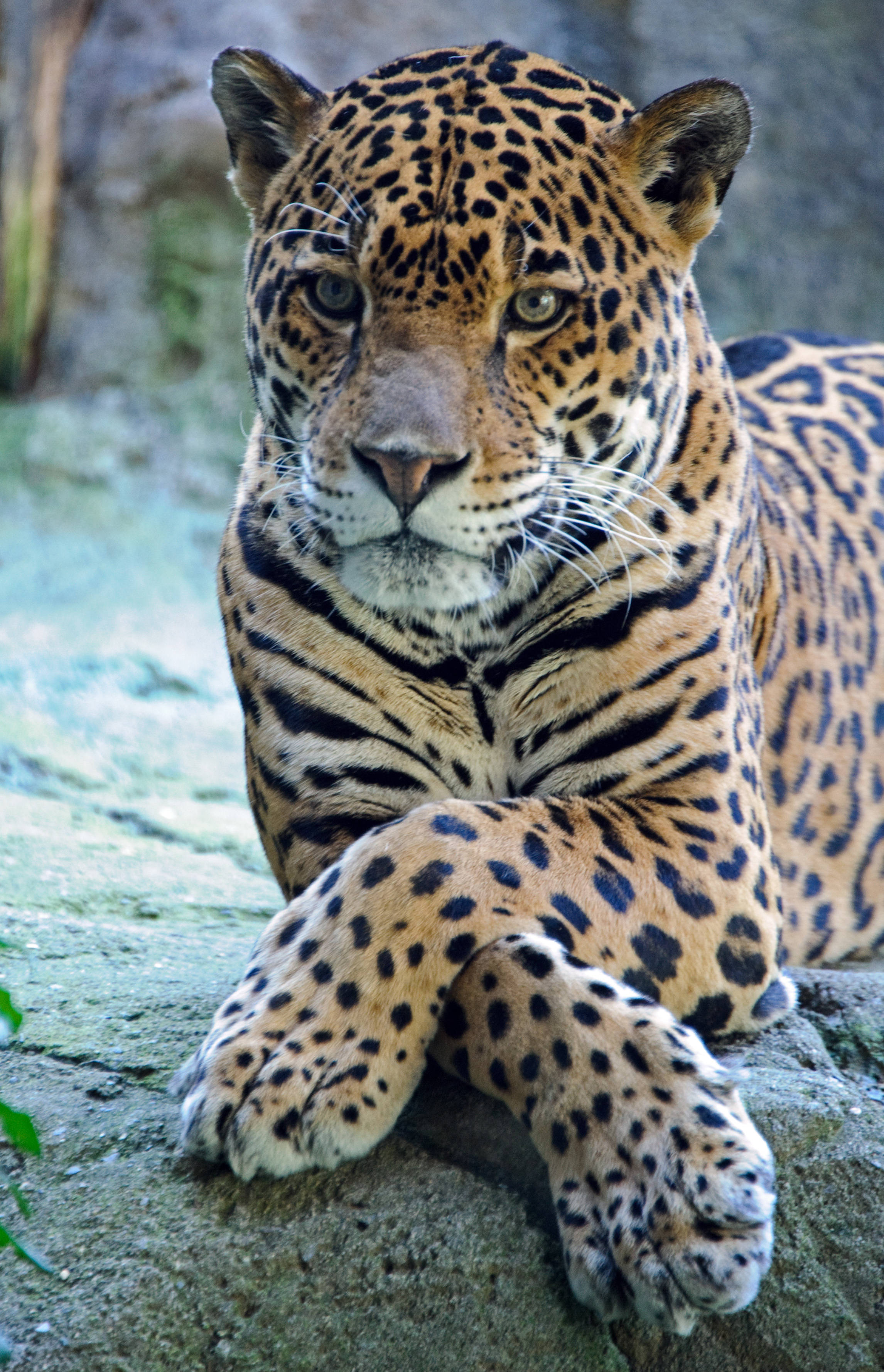 Potekrysset jaguar Bakgrunner