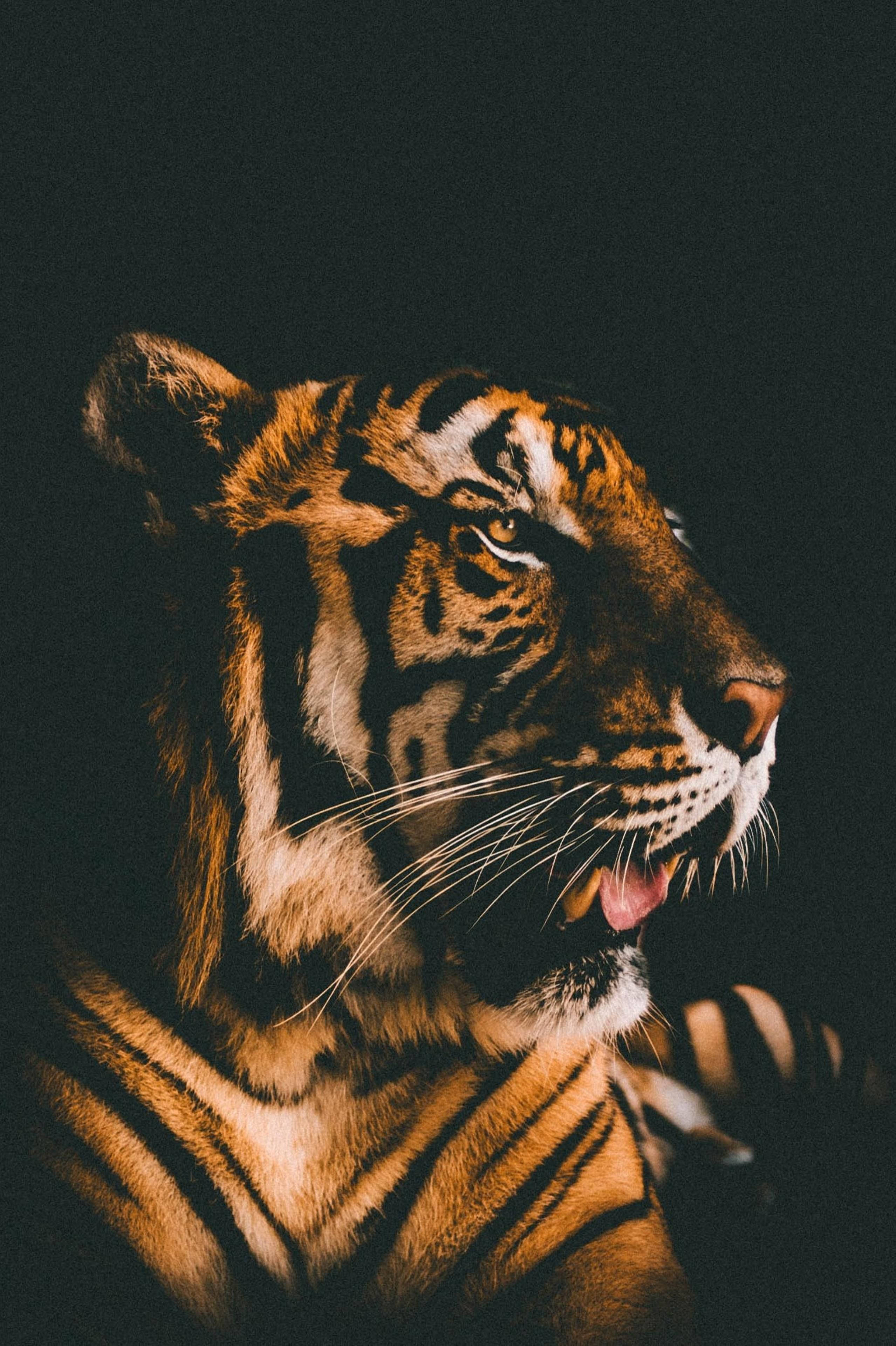 Praktfull Harimau-filmeffekt Bakgrunner