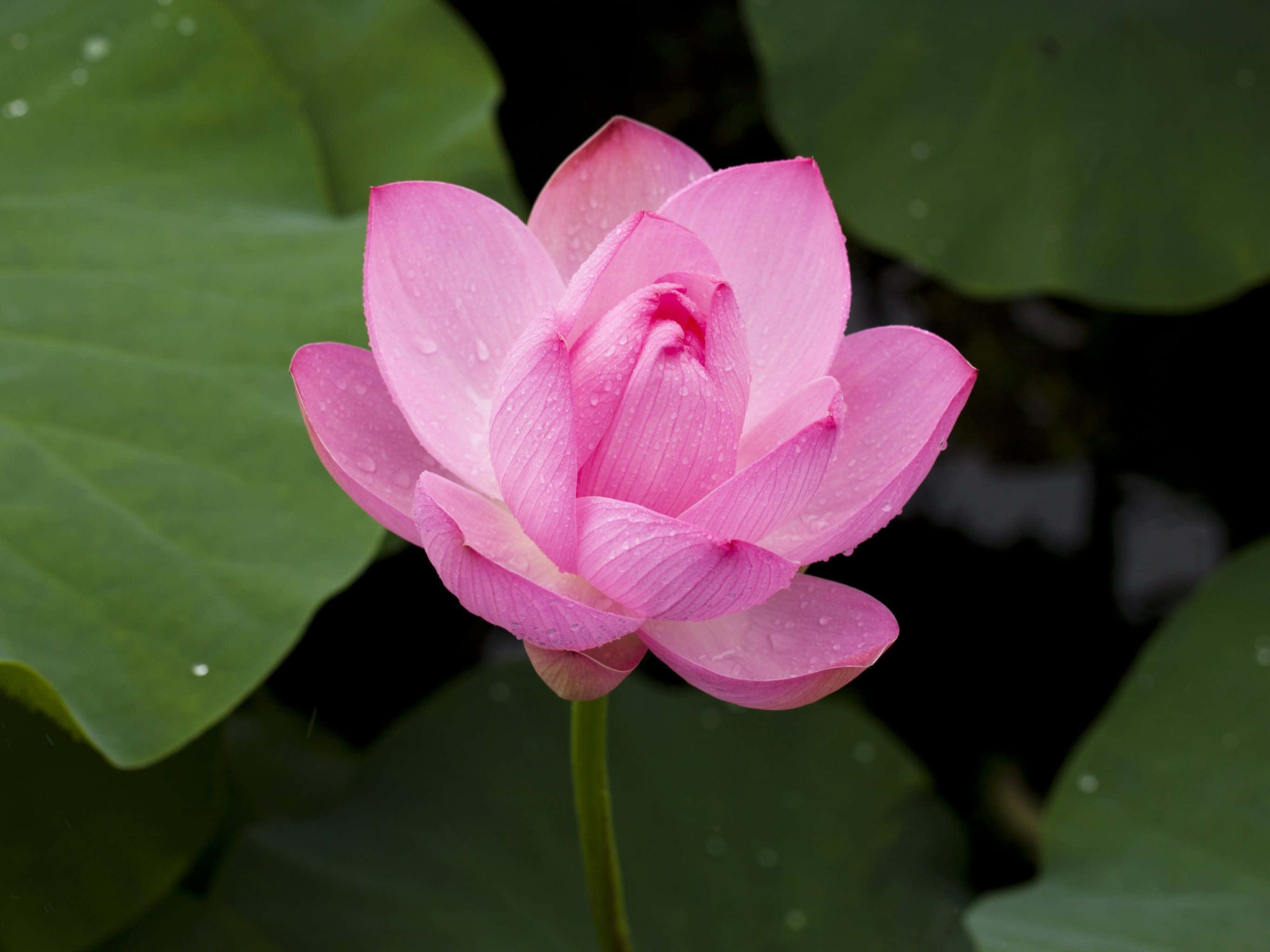 Praktfull lotusblomst i full blomst Bakgrunner